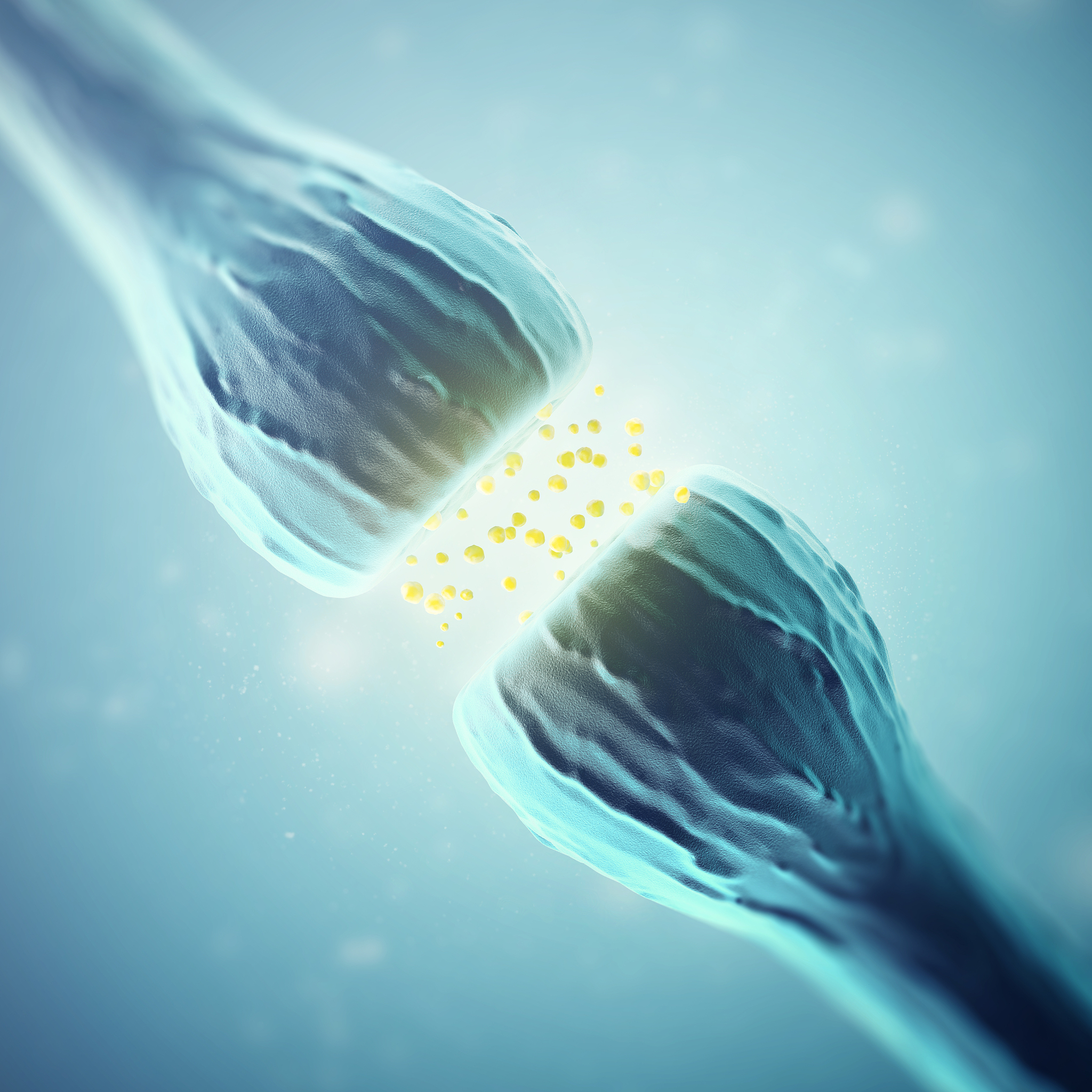 电突触和化学突触的位置区别