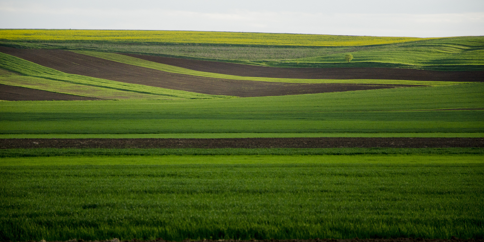 the field