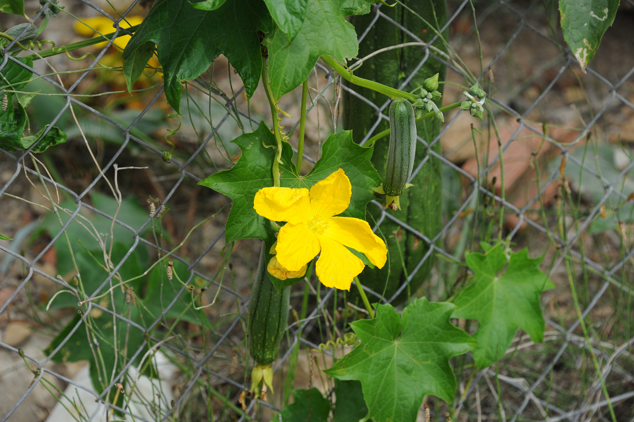 zucchiniblüte - spanien