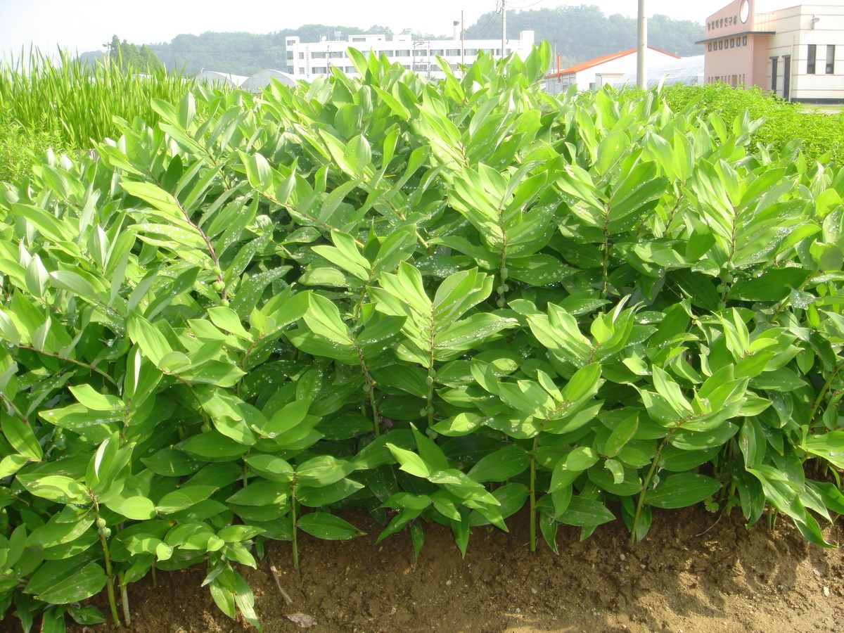 黄柏树套种黄种植树苗间距：5-8米最佳