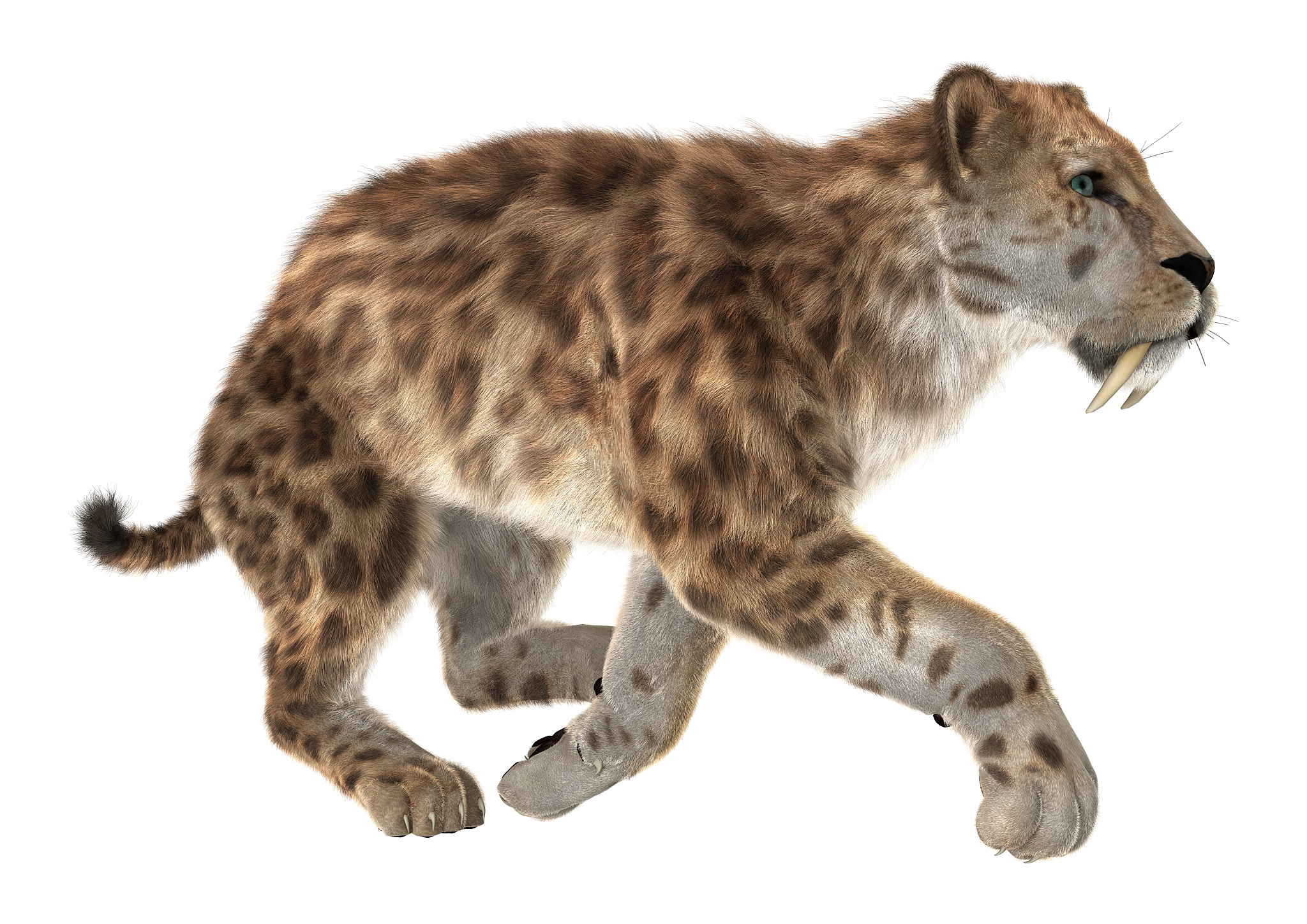3d rendering smilodon or saber toothed cat on white