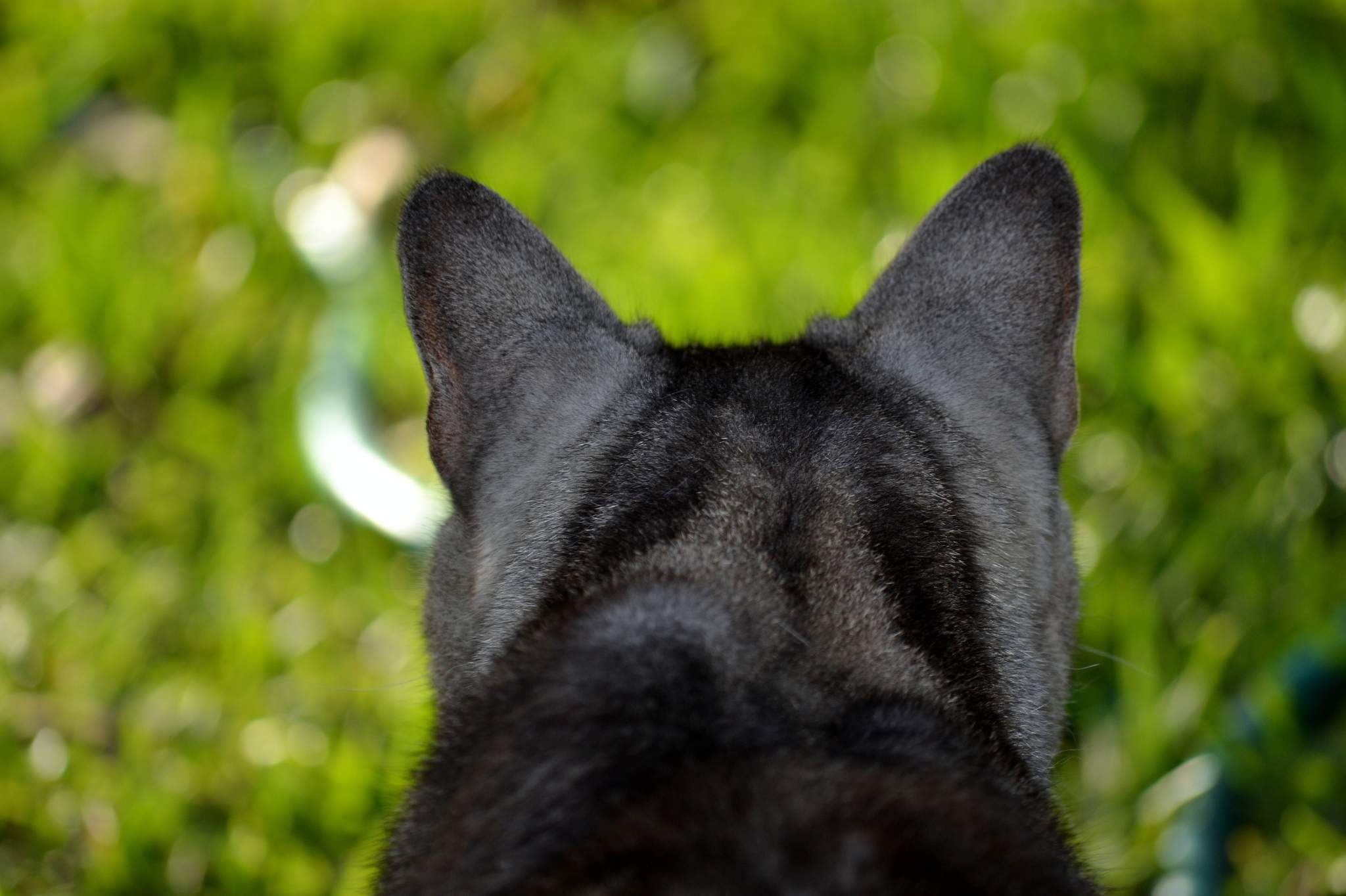 close-up of cat