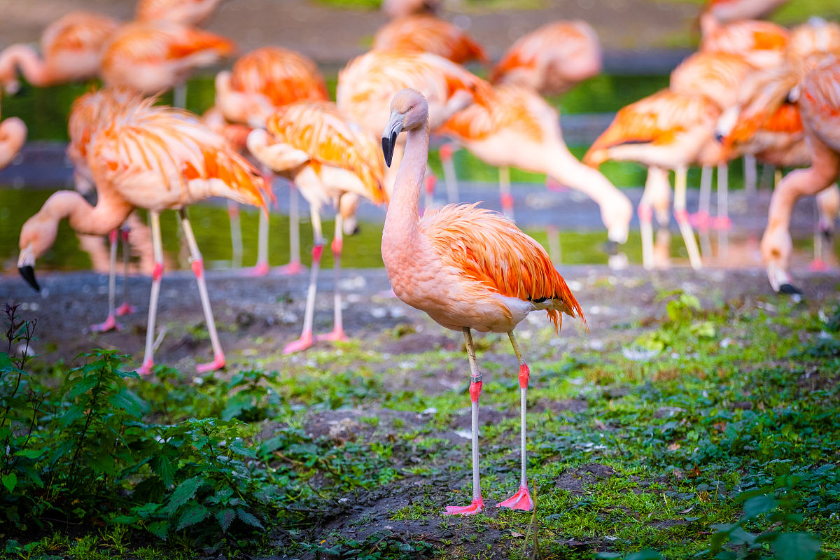 火烈鸟能吃吗？关于火烈鸟的食用问题
