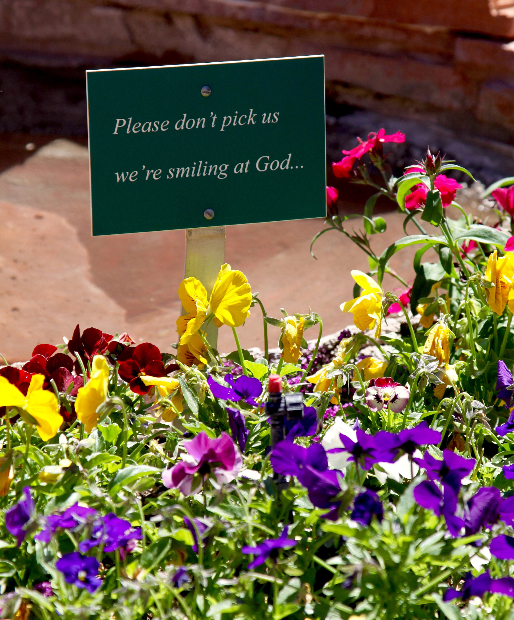 The Sea and the Flowers EnglishFacing the sea with spring blossoms 1From tomorrow on I will be a happy man; Grooming chopping and traveling all over the world 2From tomorrow on I will care foodstuff a