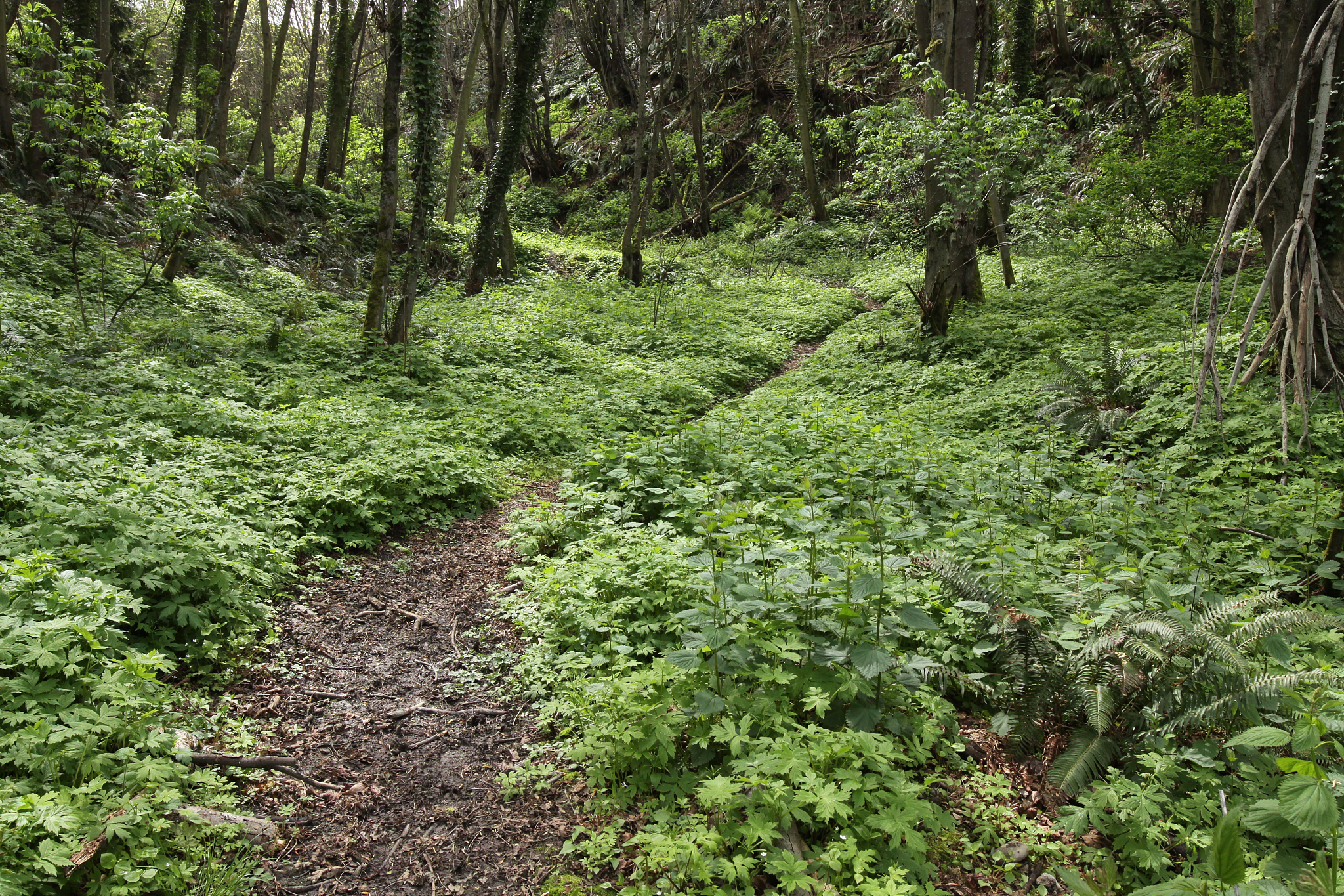 a path through the forest
