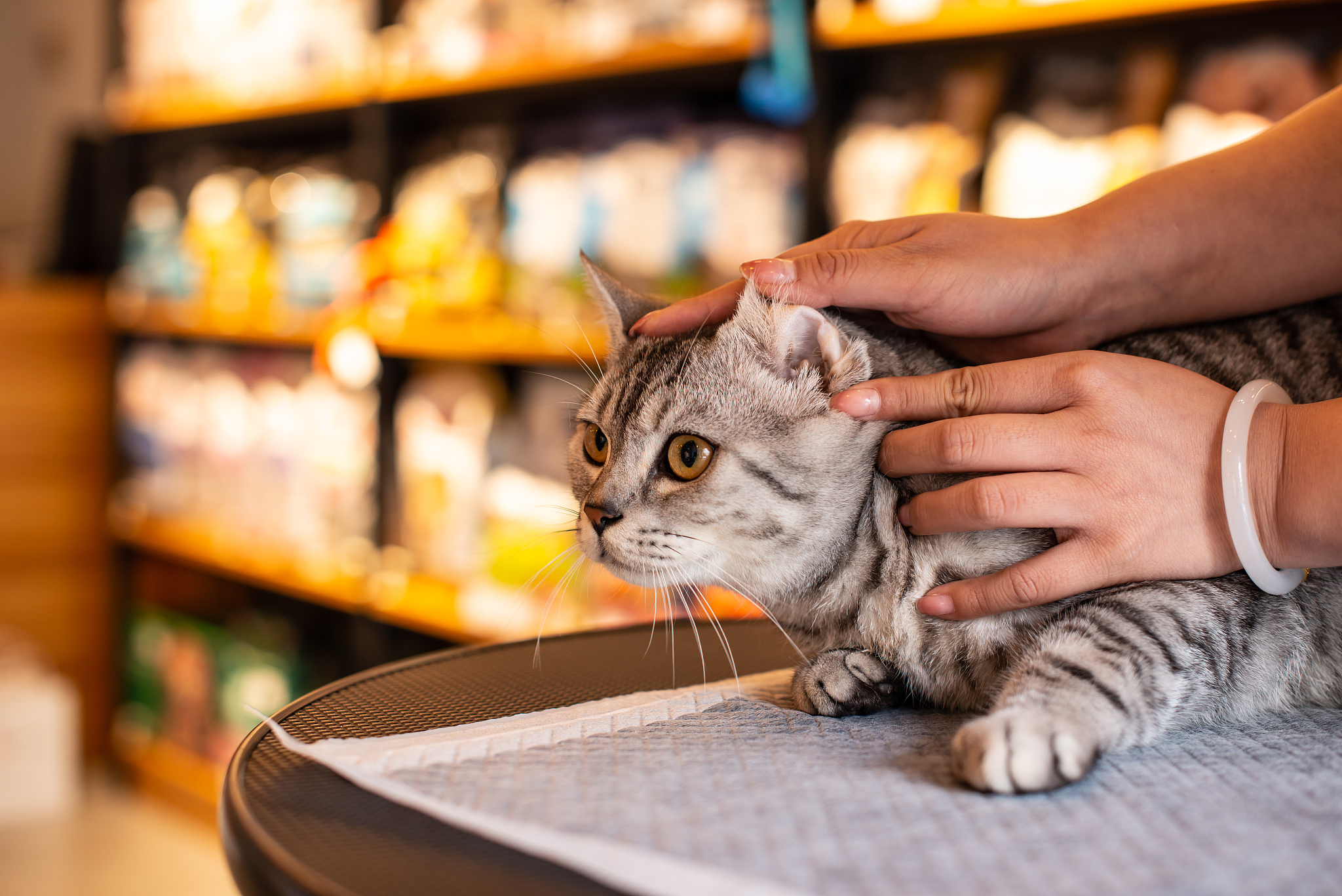 猫咪用伊丽莎白圈在哪可以买