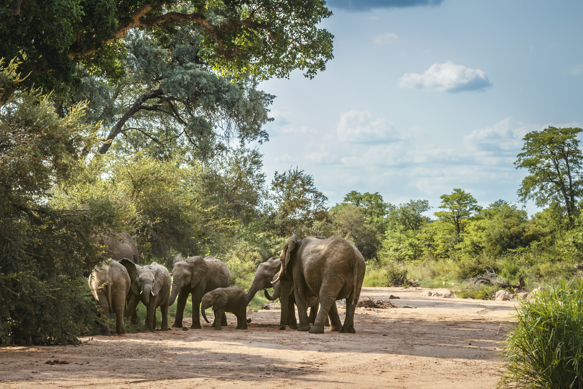 我为什么要写一本关于大象的书已经我对野生大象的一些了解字数400字内容要介绍为什么写这本书以及对大象的了解以及呼吁大家保护大象