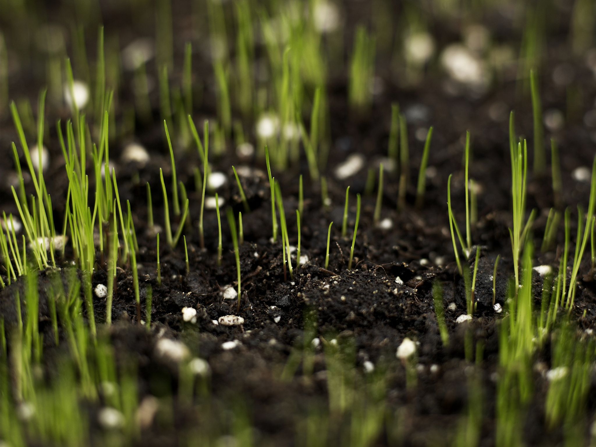 grass
