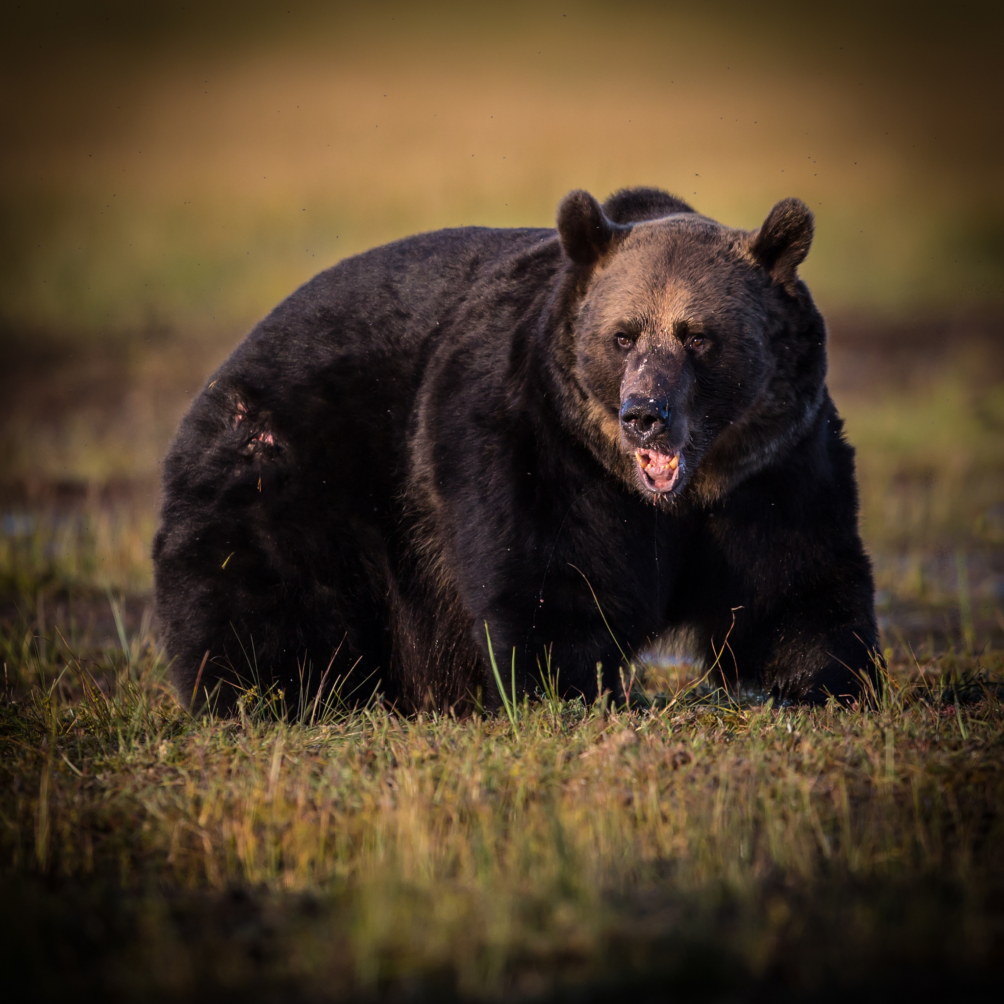 俄罗斯能打败黑熊吗？揭秘战斗结果的影响因素