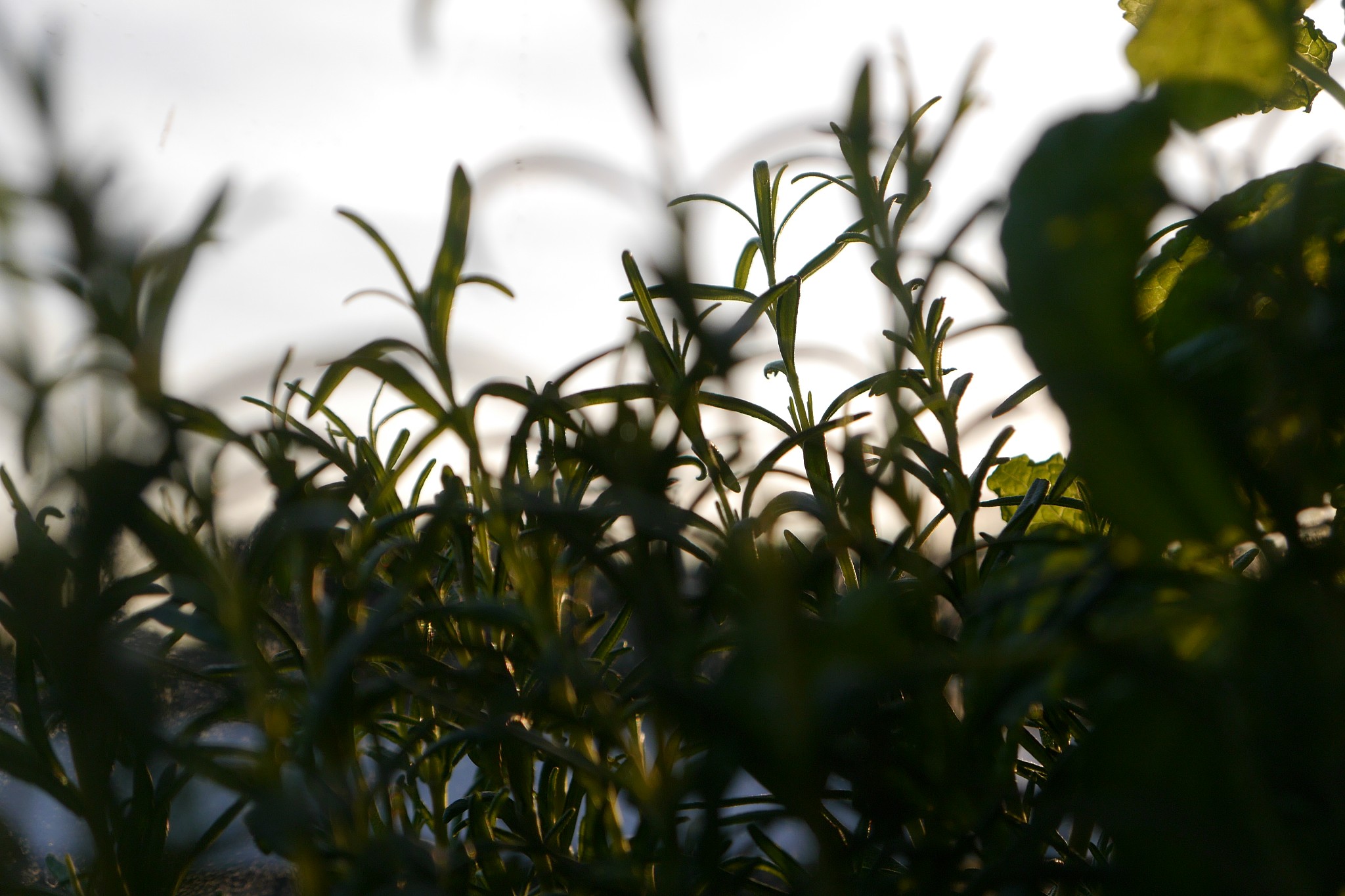 植物图像识别：卷积神经网络的应用和意义