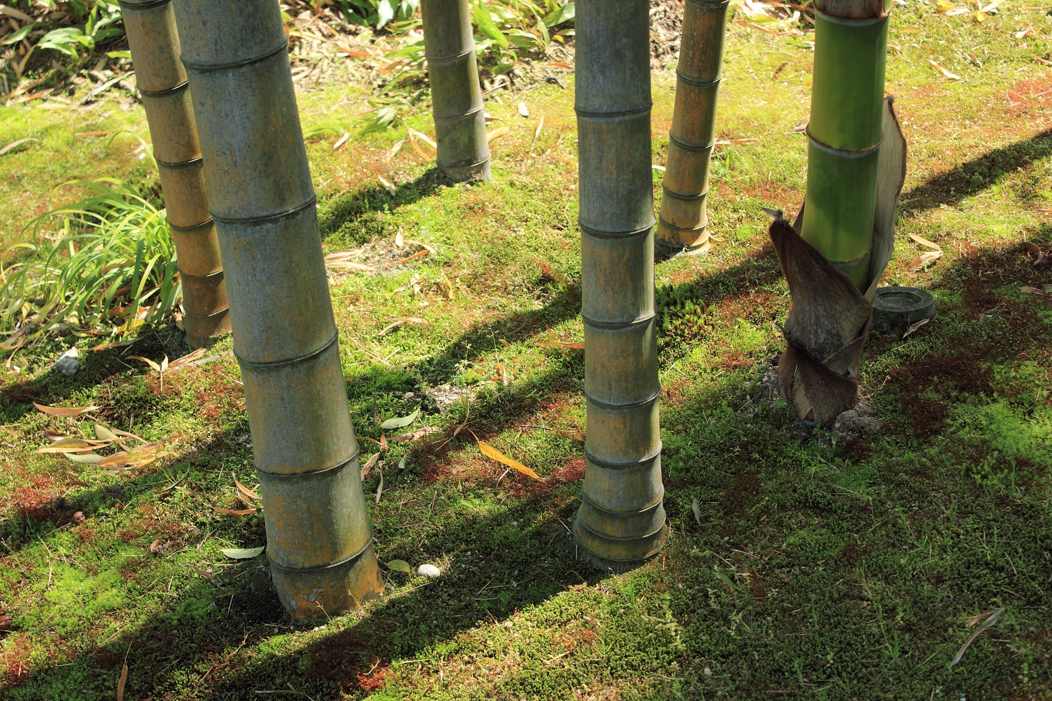 bamboo forest