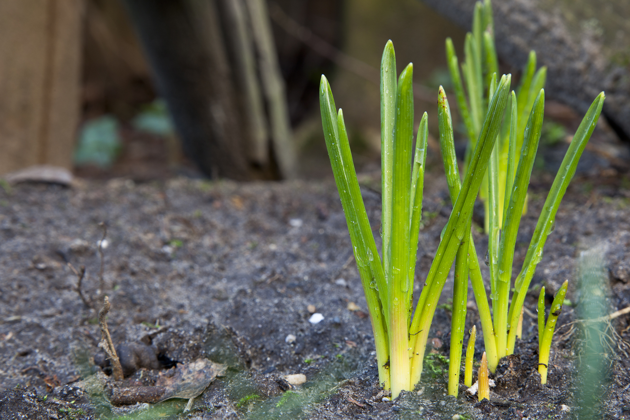 spring is coming