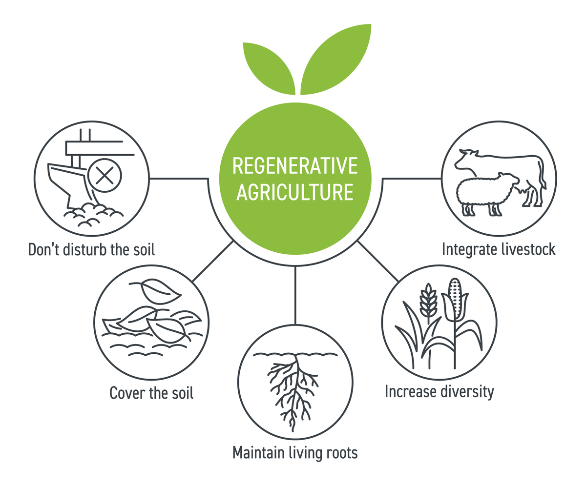 The Rising Popularity of Green Food: A Healthy and Sustainable Choice