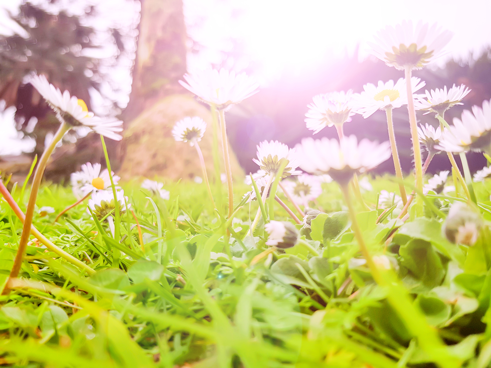夏日美文：感受阳光与生机