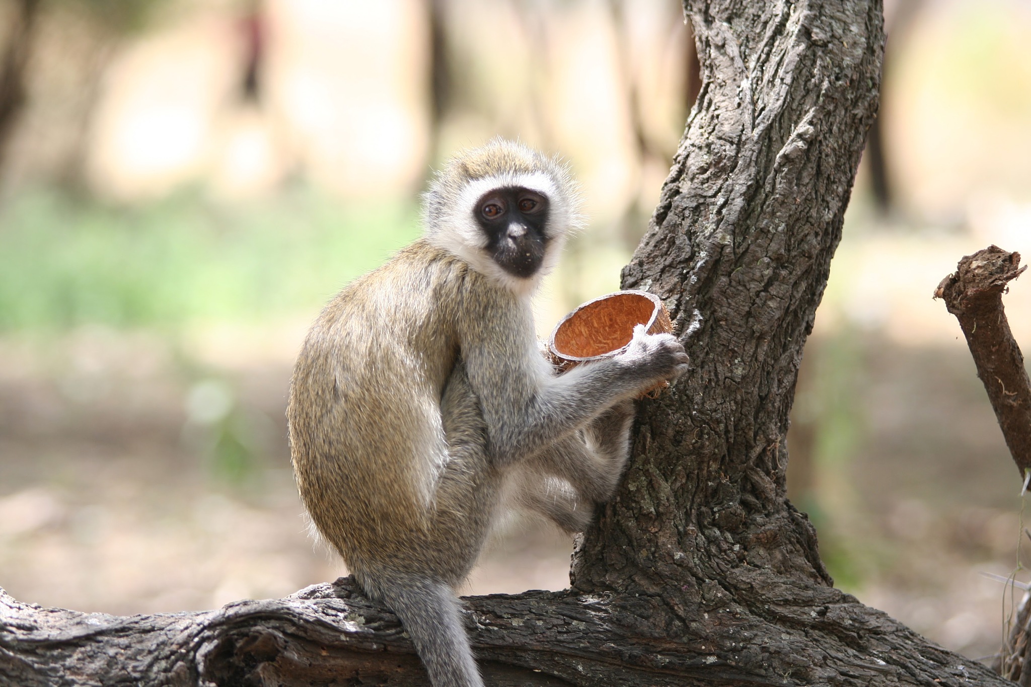 monkey sitting on a branch and eating coconut