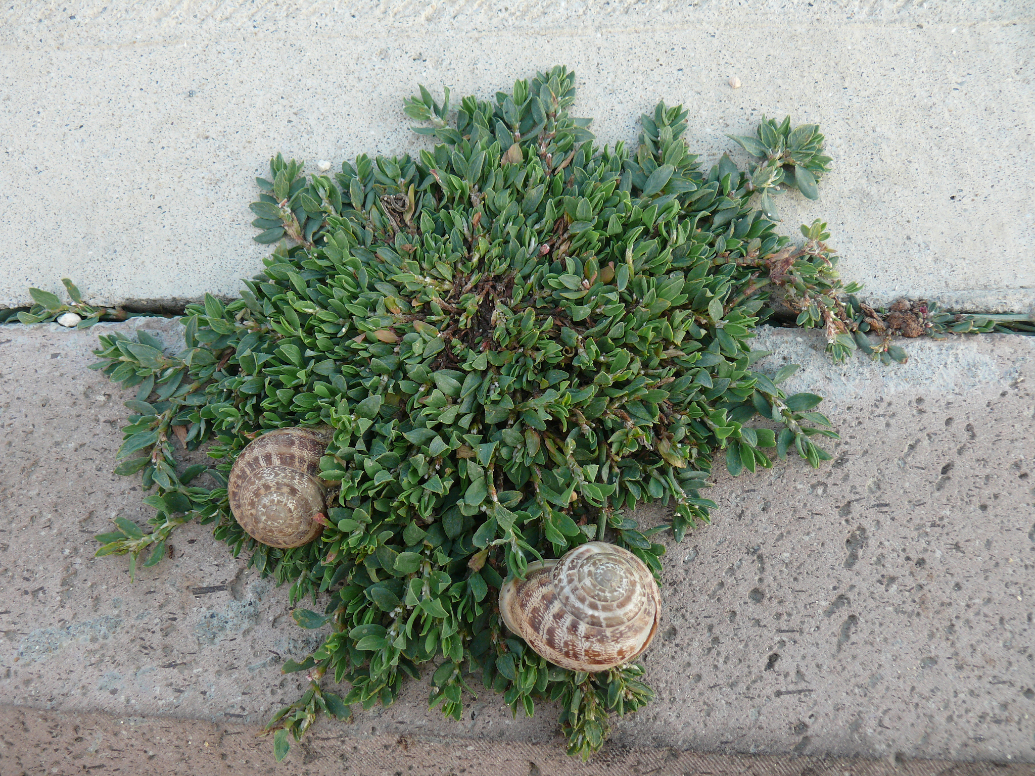 八戒影院：免费高清影视剧在线观看 - 八戒八戒www资源