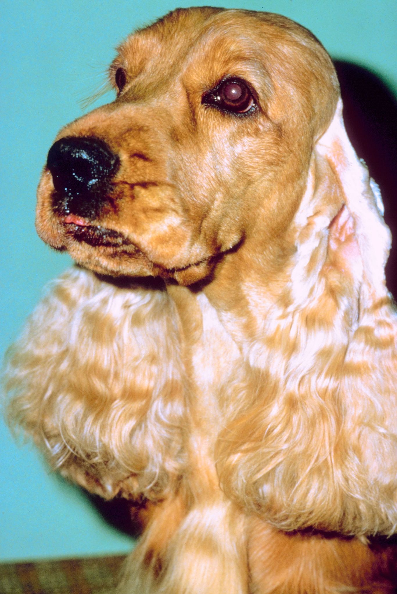 犬原发性开角型青光眼临床表现