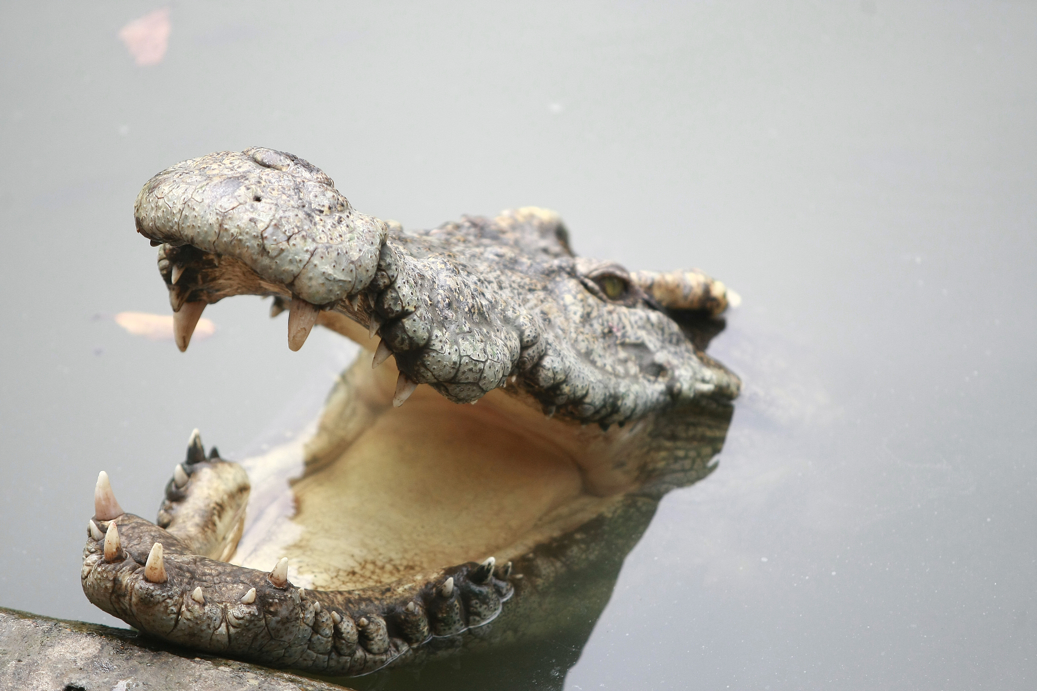 big crocodile on the farm , thailand