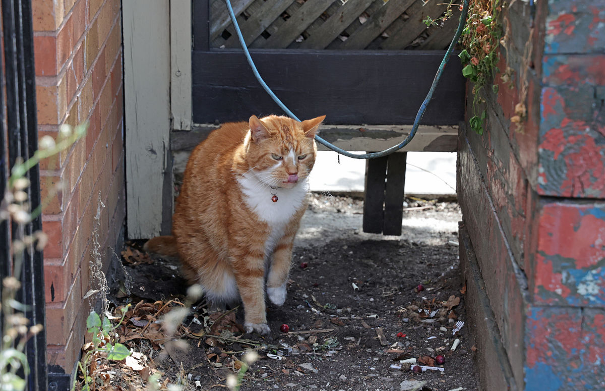 几例猫应激引起的下泌尿道综合征的诊断与治疗的案例分析A 病例一：猫咪小白的病情分析与诊断 1 病史回顾 2 体格检查 3 实验室检查 4 诊断结果依照提纲写字数两千字A 病例一：猫咪小白的病情分析与诊断1 病史回顾小白是一只2岁的公猫主人在前一天发现小白经常蹲在猫砂盆里但只能排出少量尿液并且有明显的尿意。主人还注意到小白的食欲减退精神不佳而且在家中乱跑不停地舔自己的下体。主人非常担心小白的病情于是