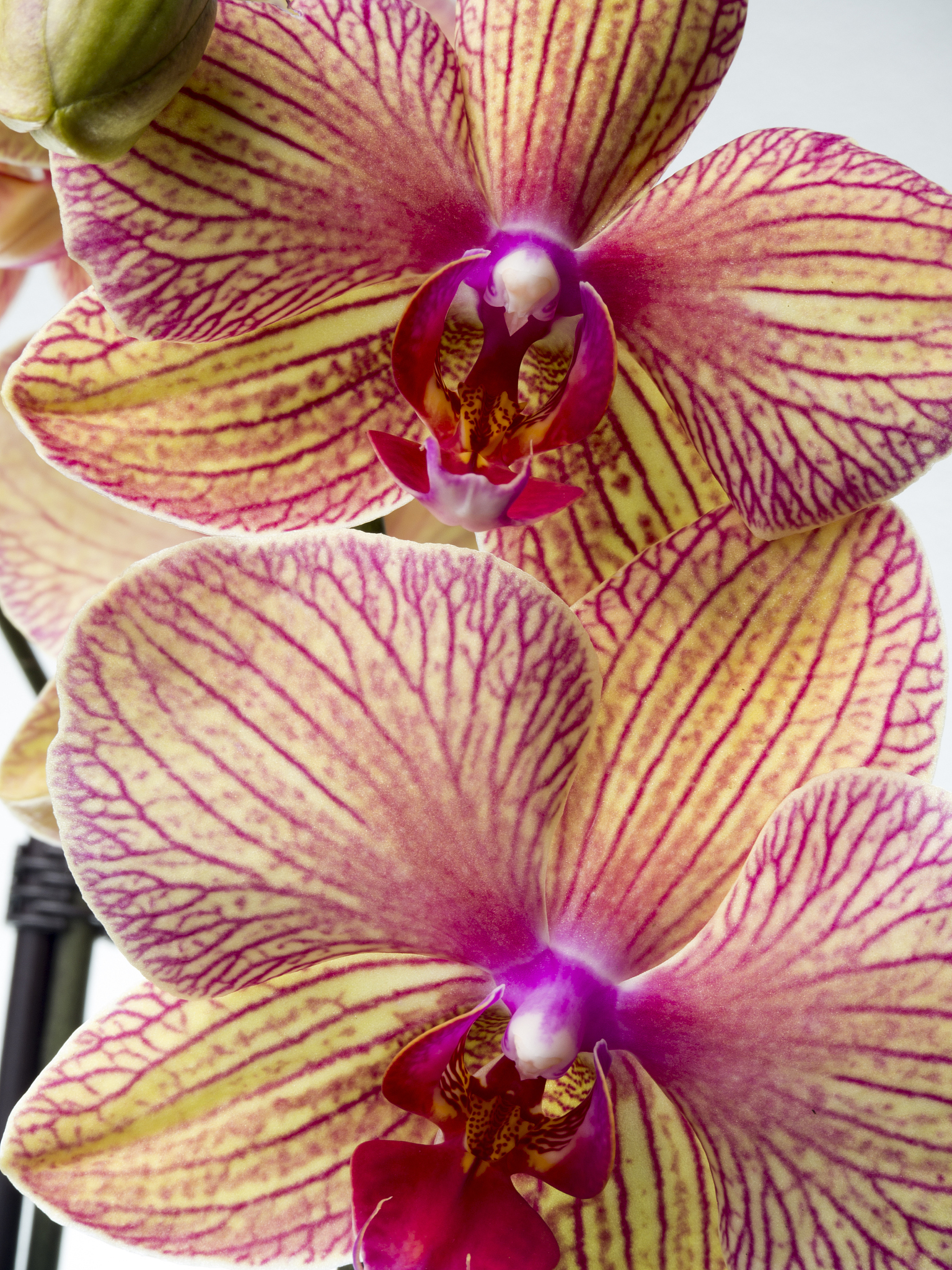 Lotus corniculatus Improves Nutrient Digestibility in Animal Feed