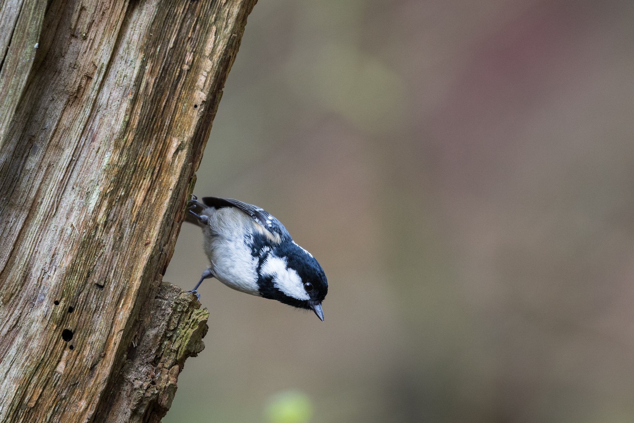 小学二年级语文《树之歌》识字教学微课 | 探索生字词