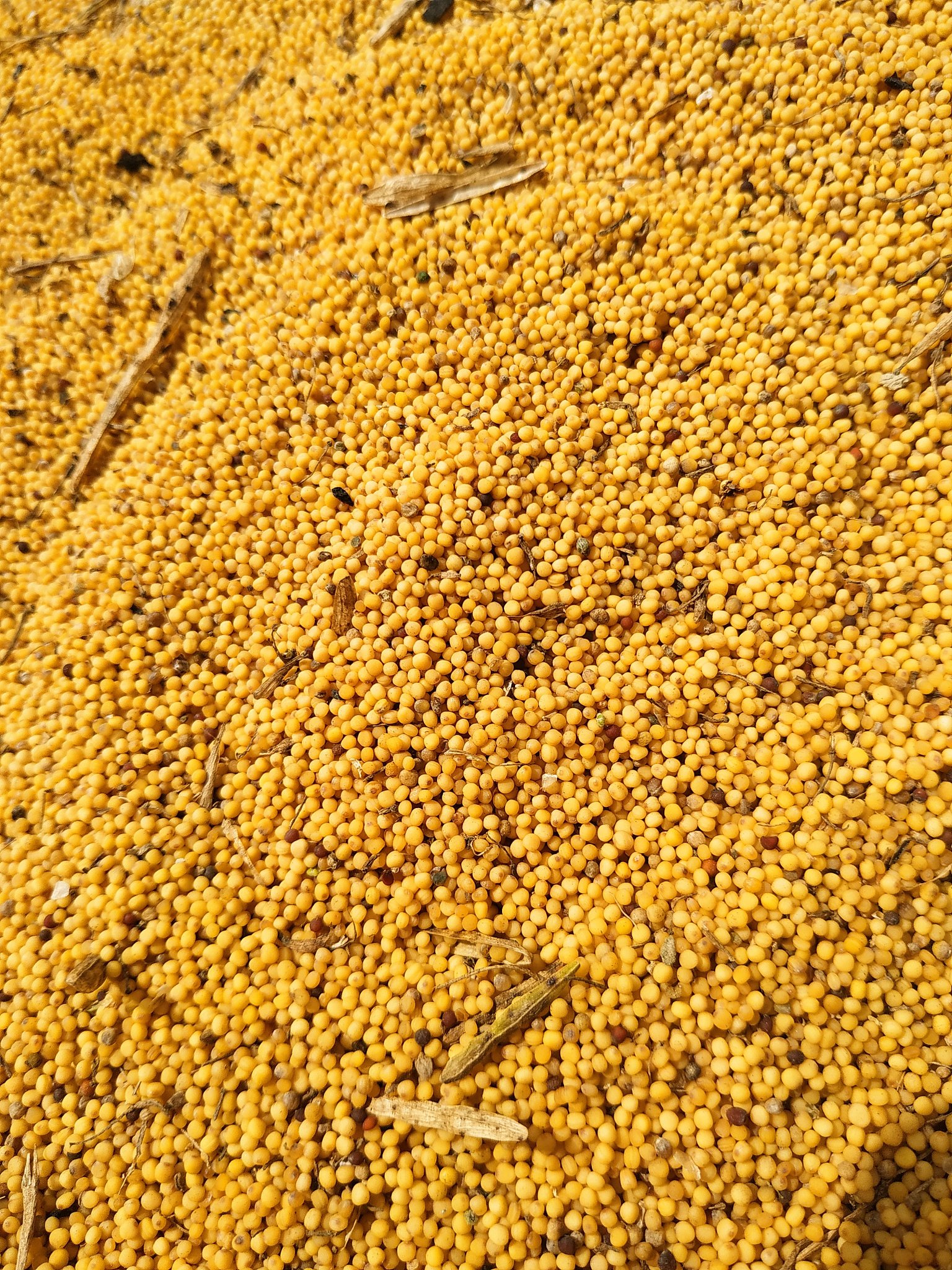 food background of yellow mustard seeds, top view.