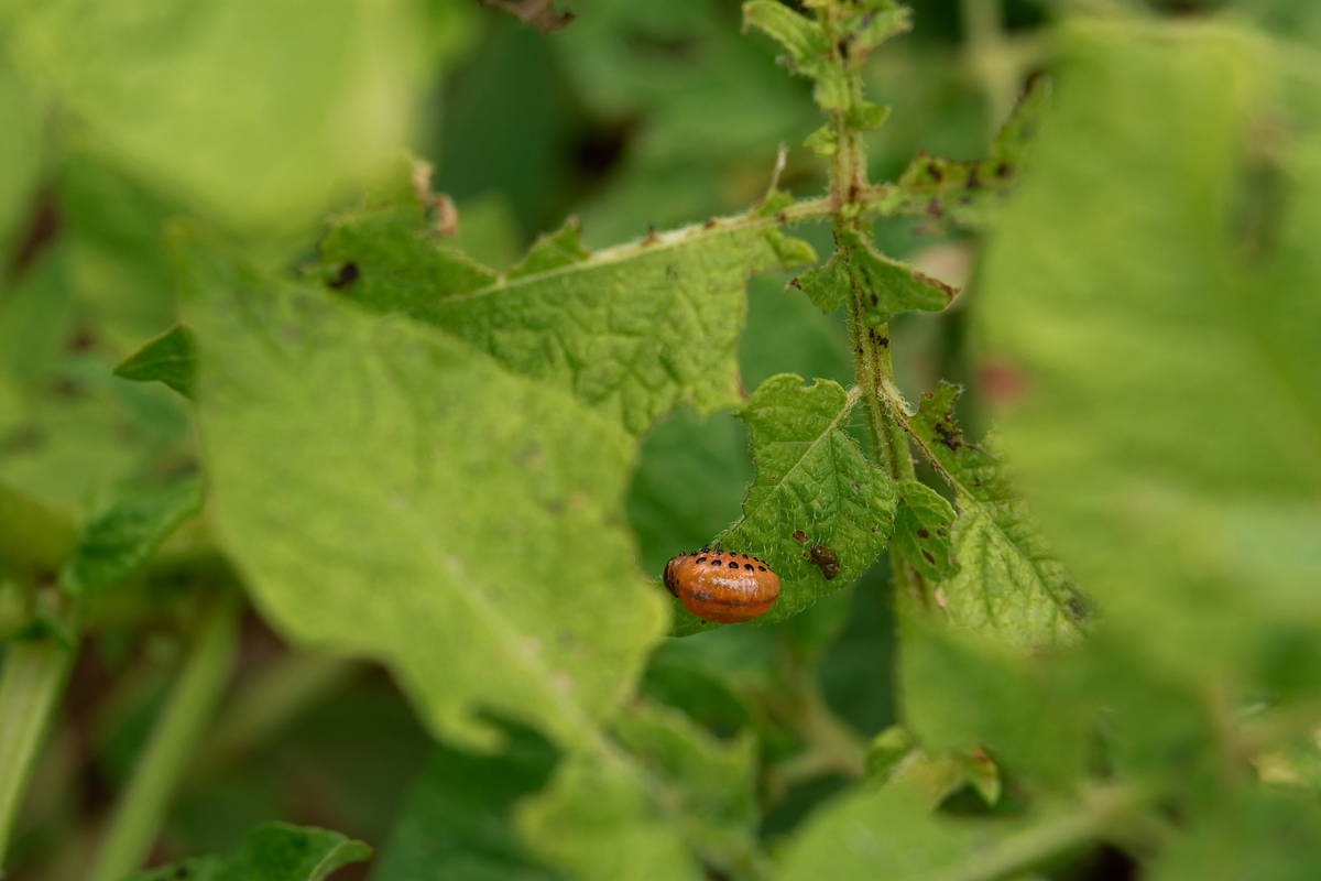 甘薯小象甲防治：现代农业的挑战与应对