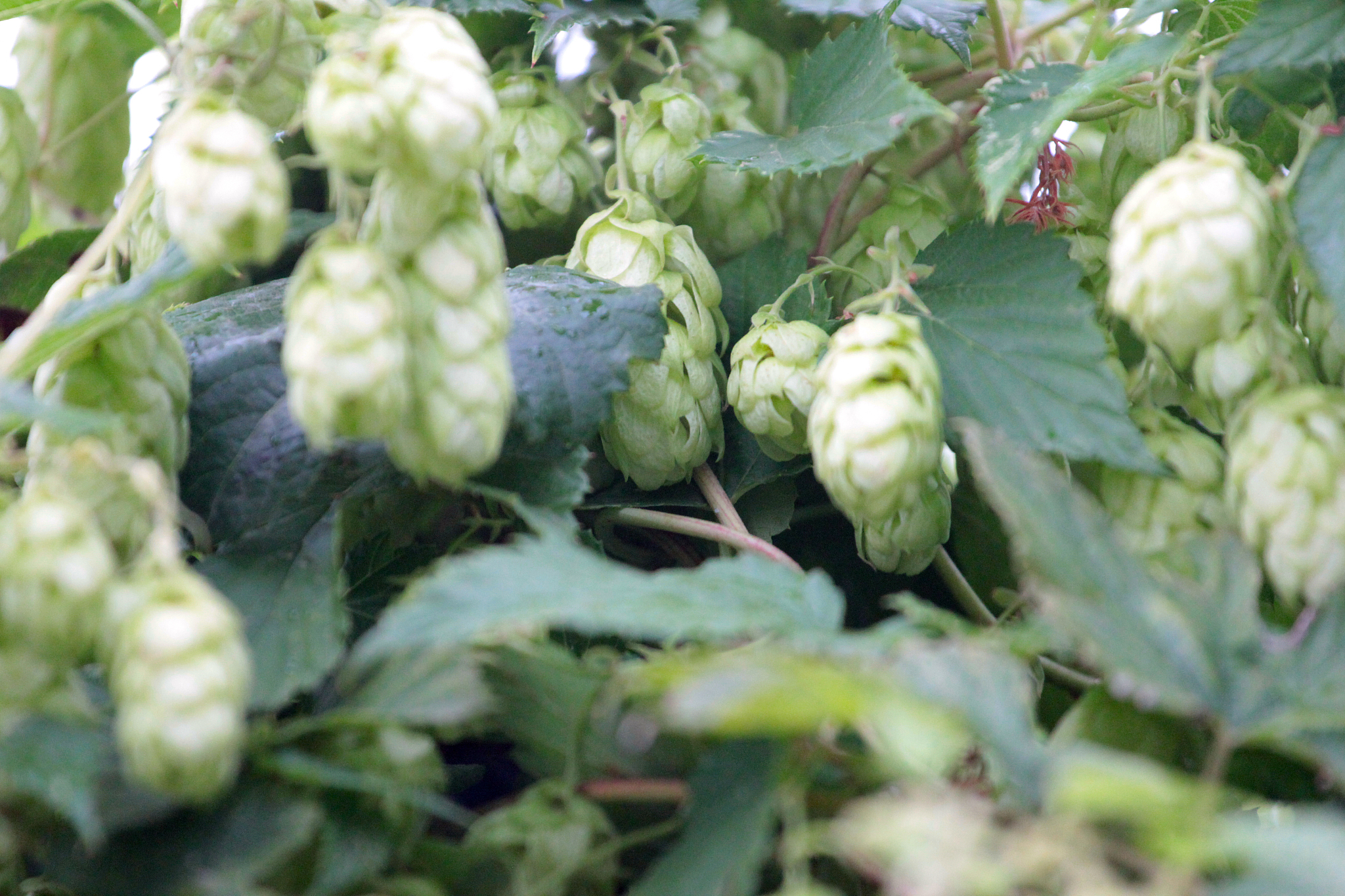 啤酒花是什么东西继续