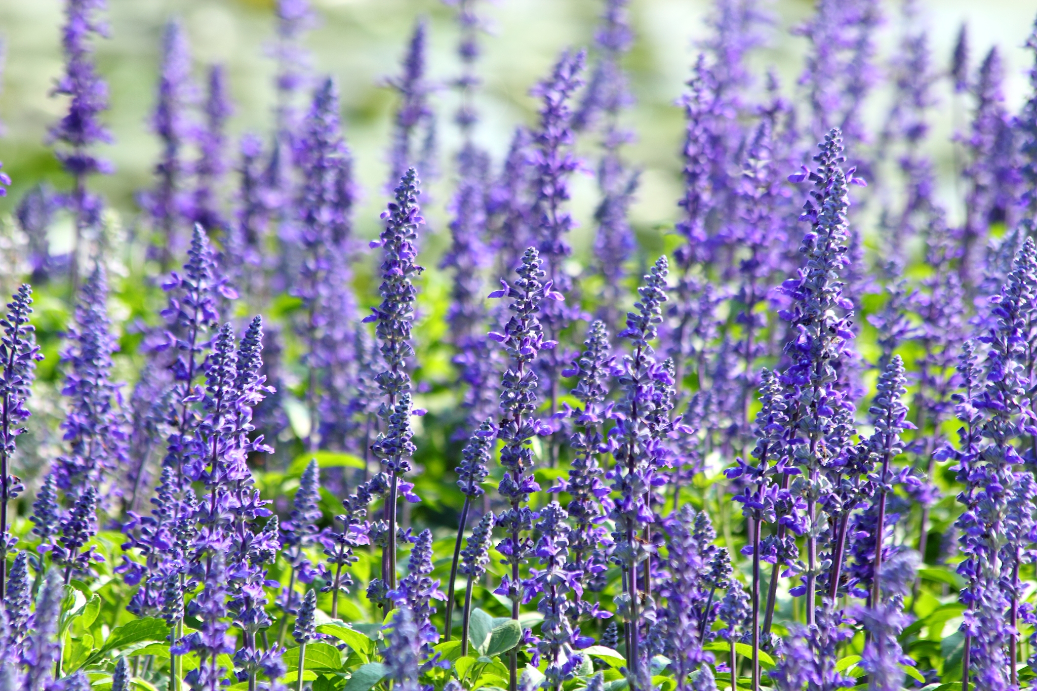 乌兰察布职业学院园林技术专业怎么样