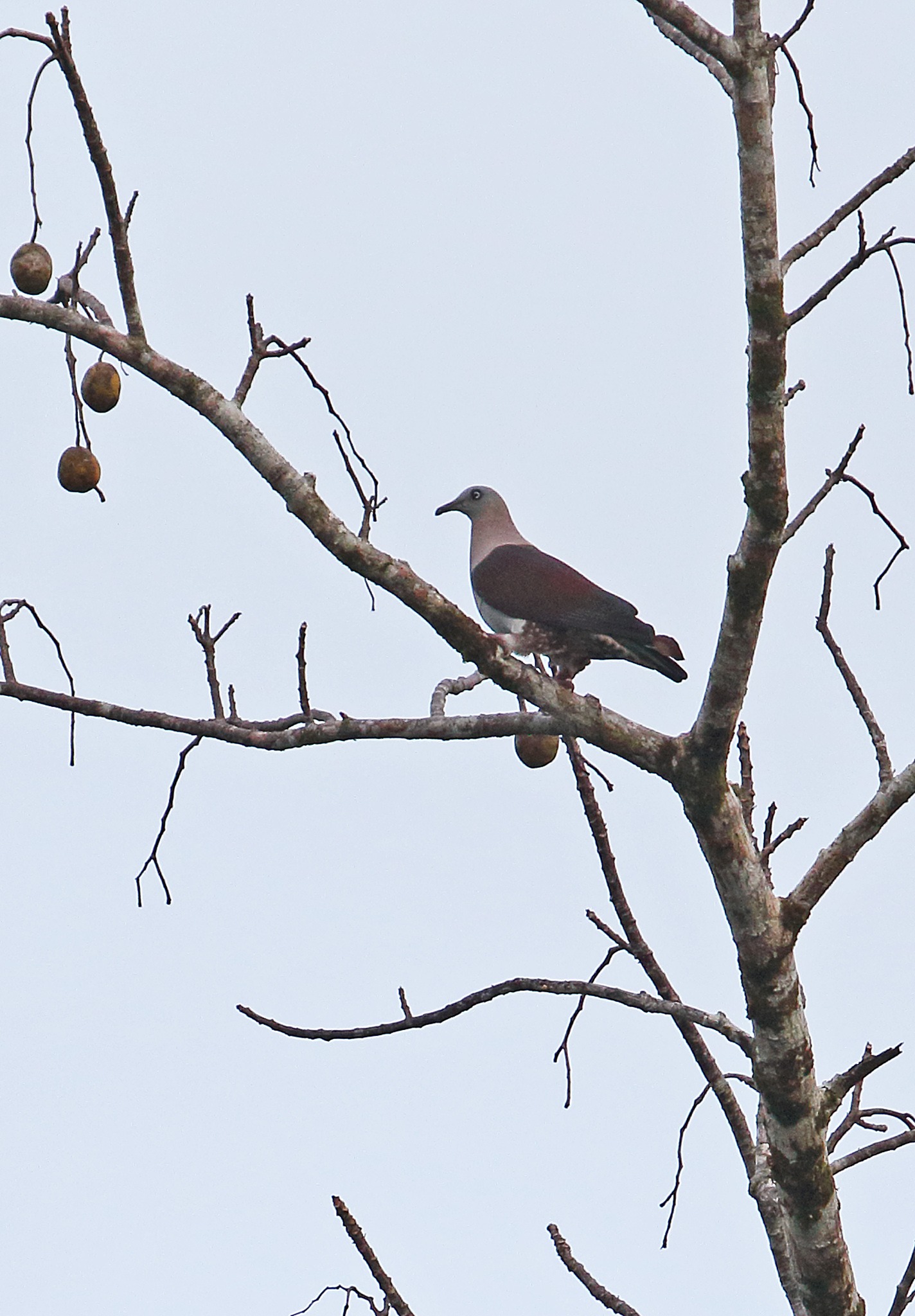 zoe's imperial-pigeon