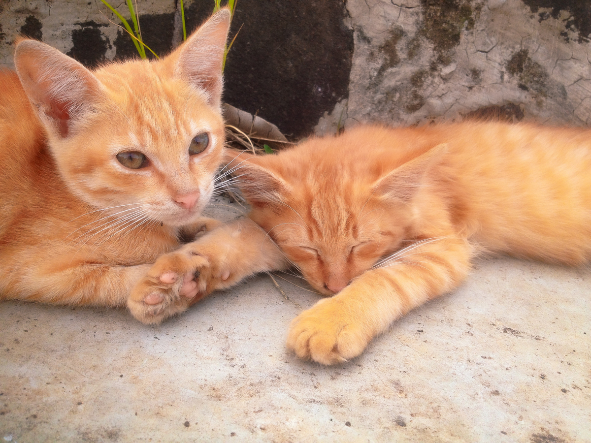 橘猫诗：献给温暖又独立的喵星人