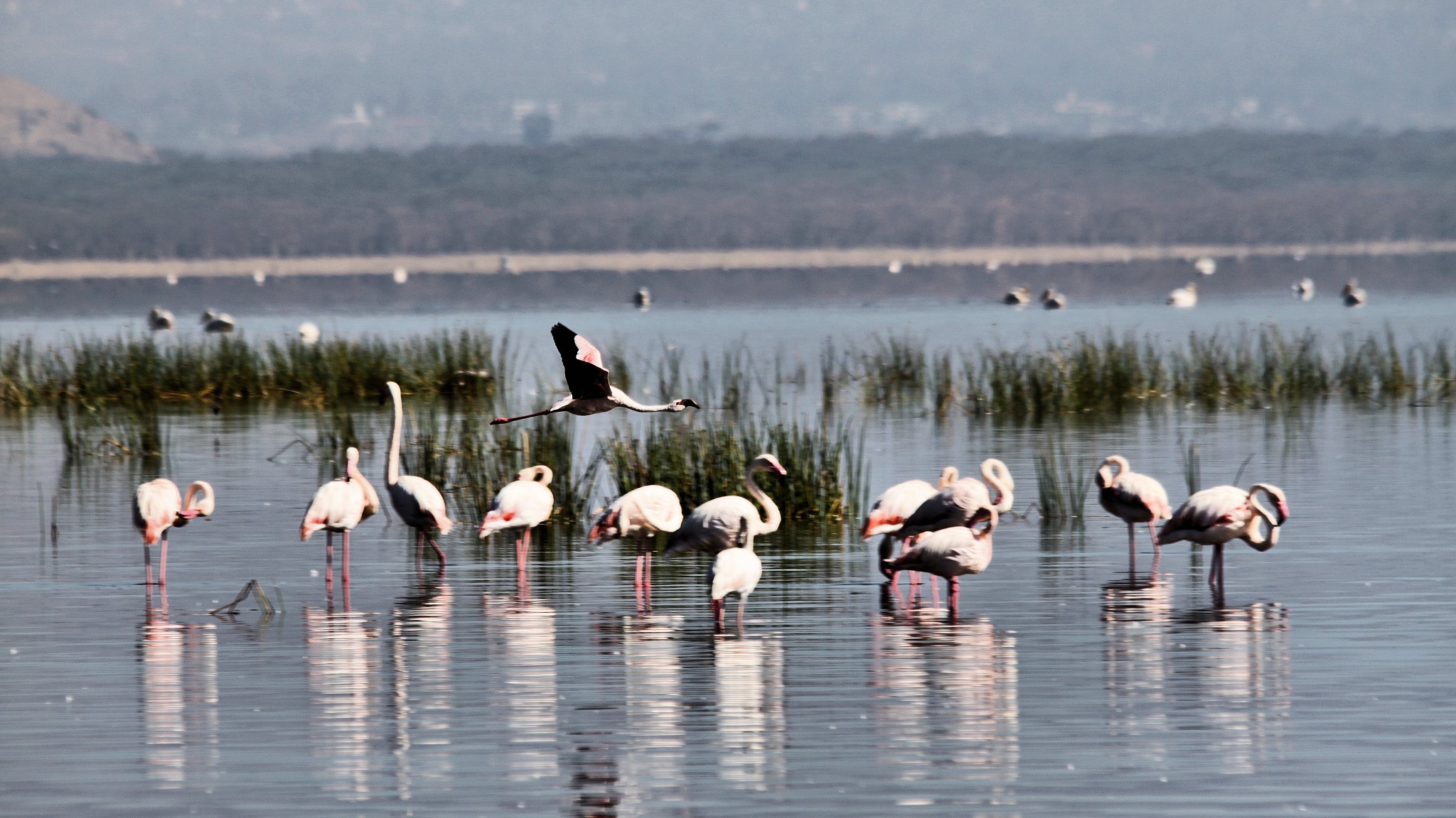 a picture of some flamingo's in kenya