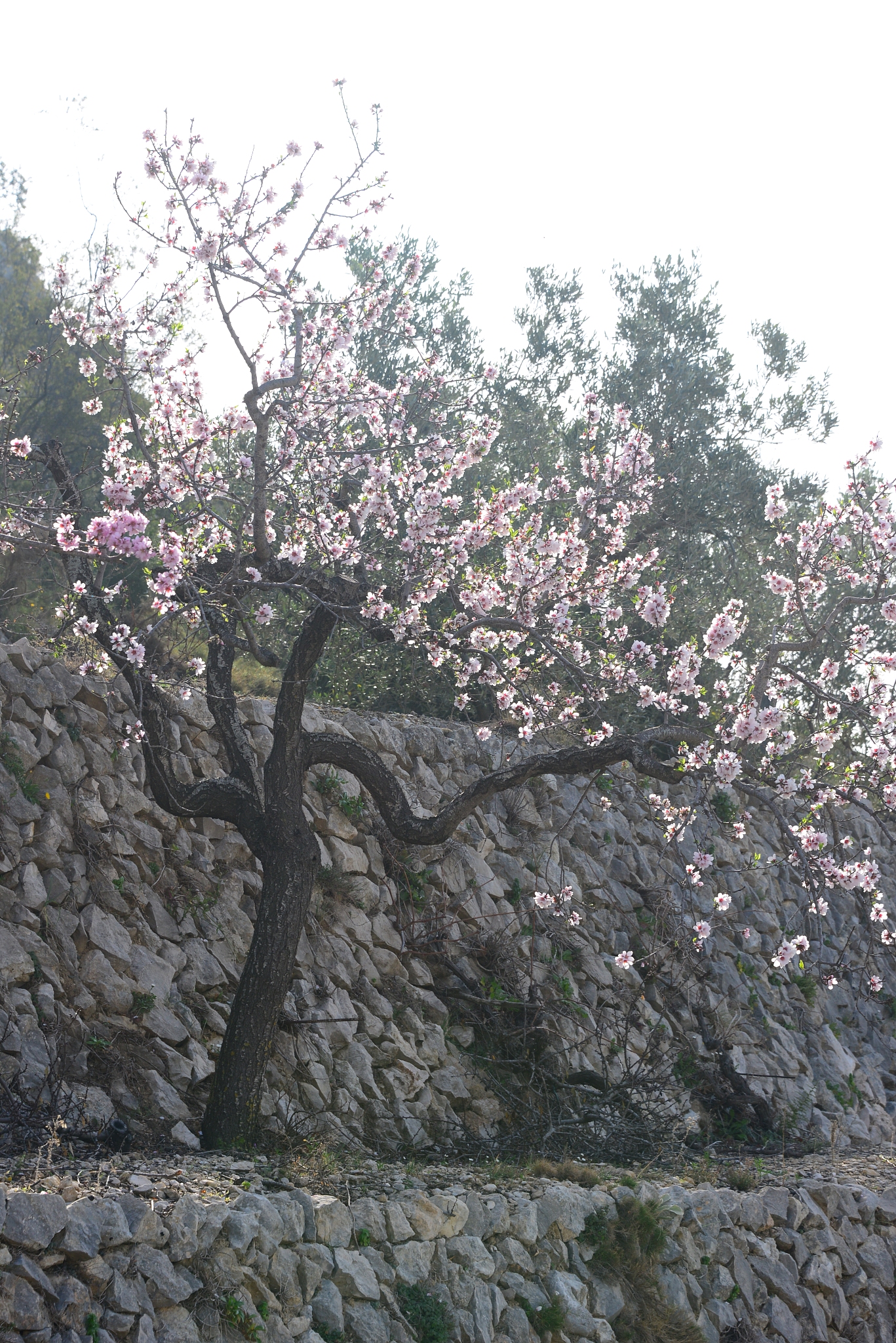 mandelblüte in spanien