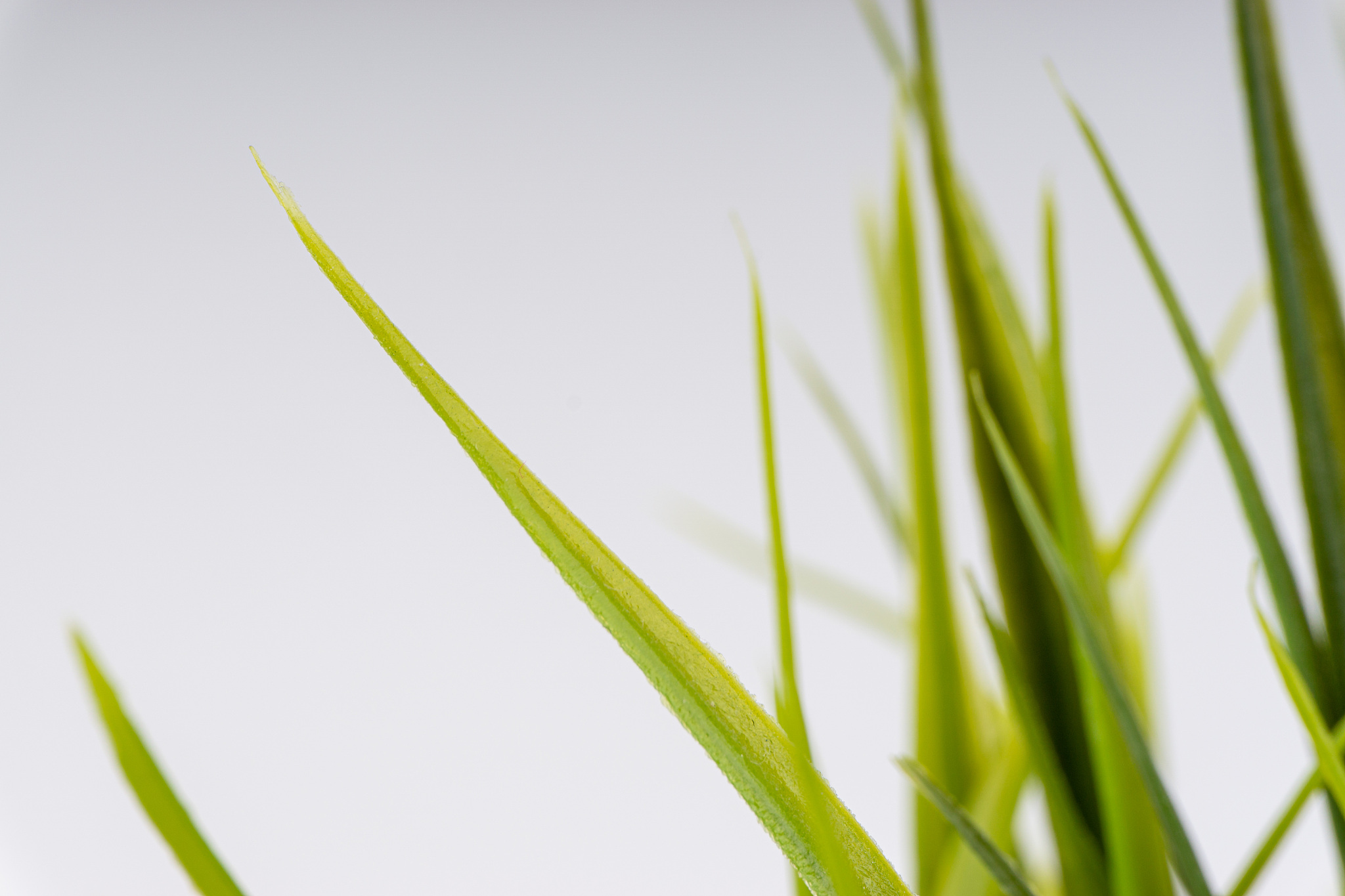 湖南环境生物职业技术学院五年制大专收往届生吗