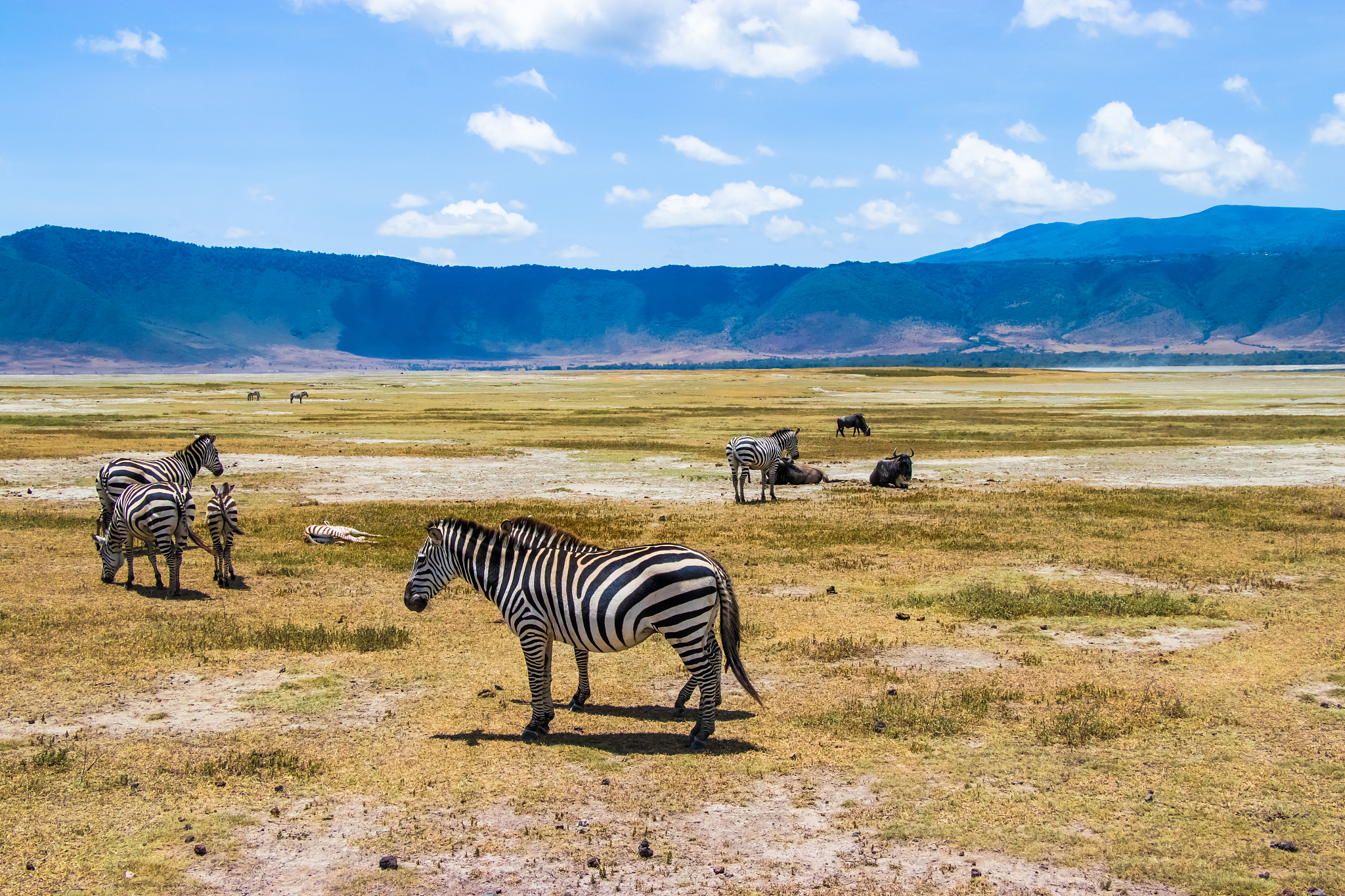 herd of zebras in african savanna