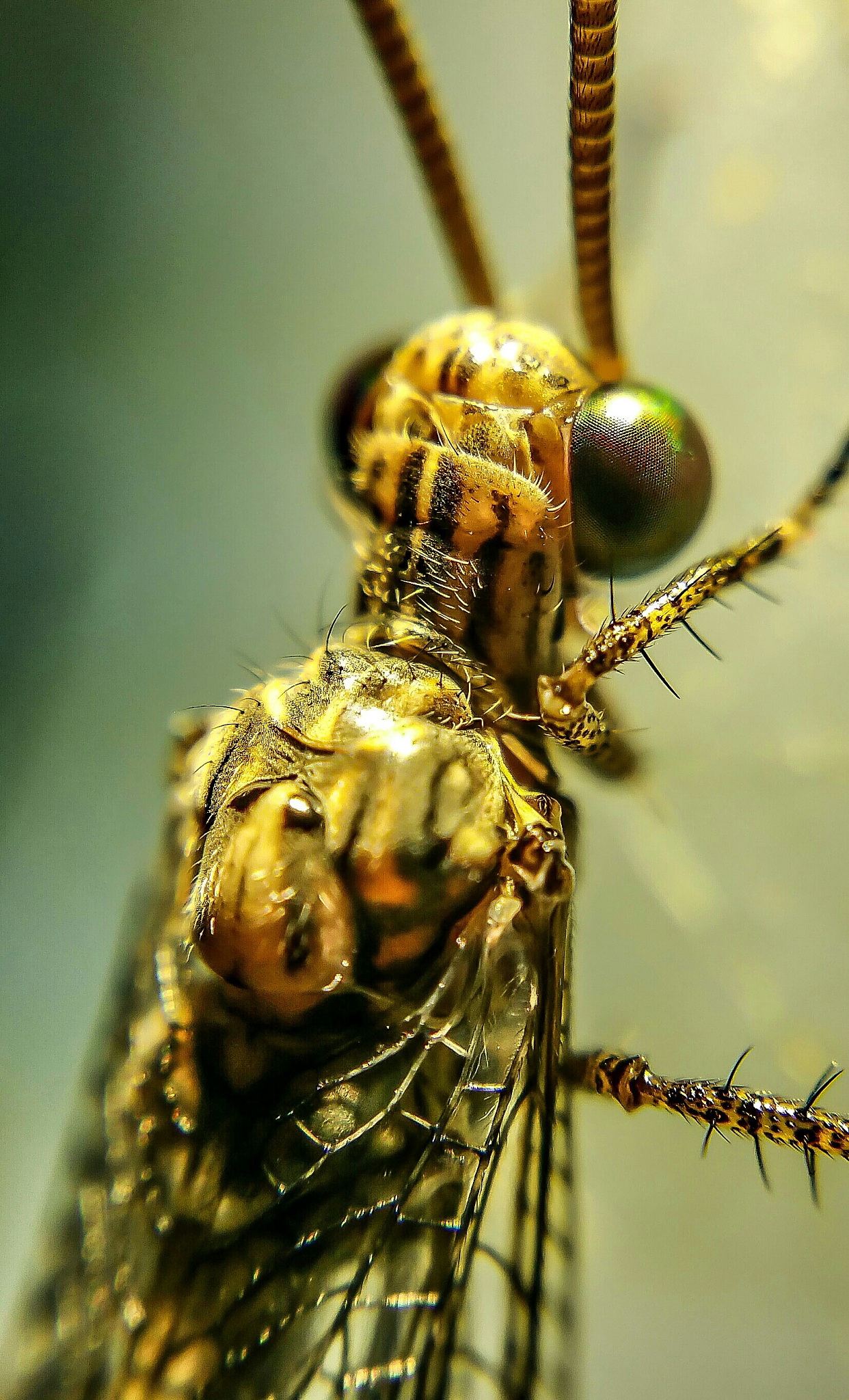 extreme close-up of insect