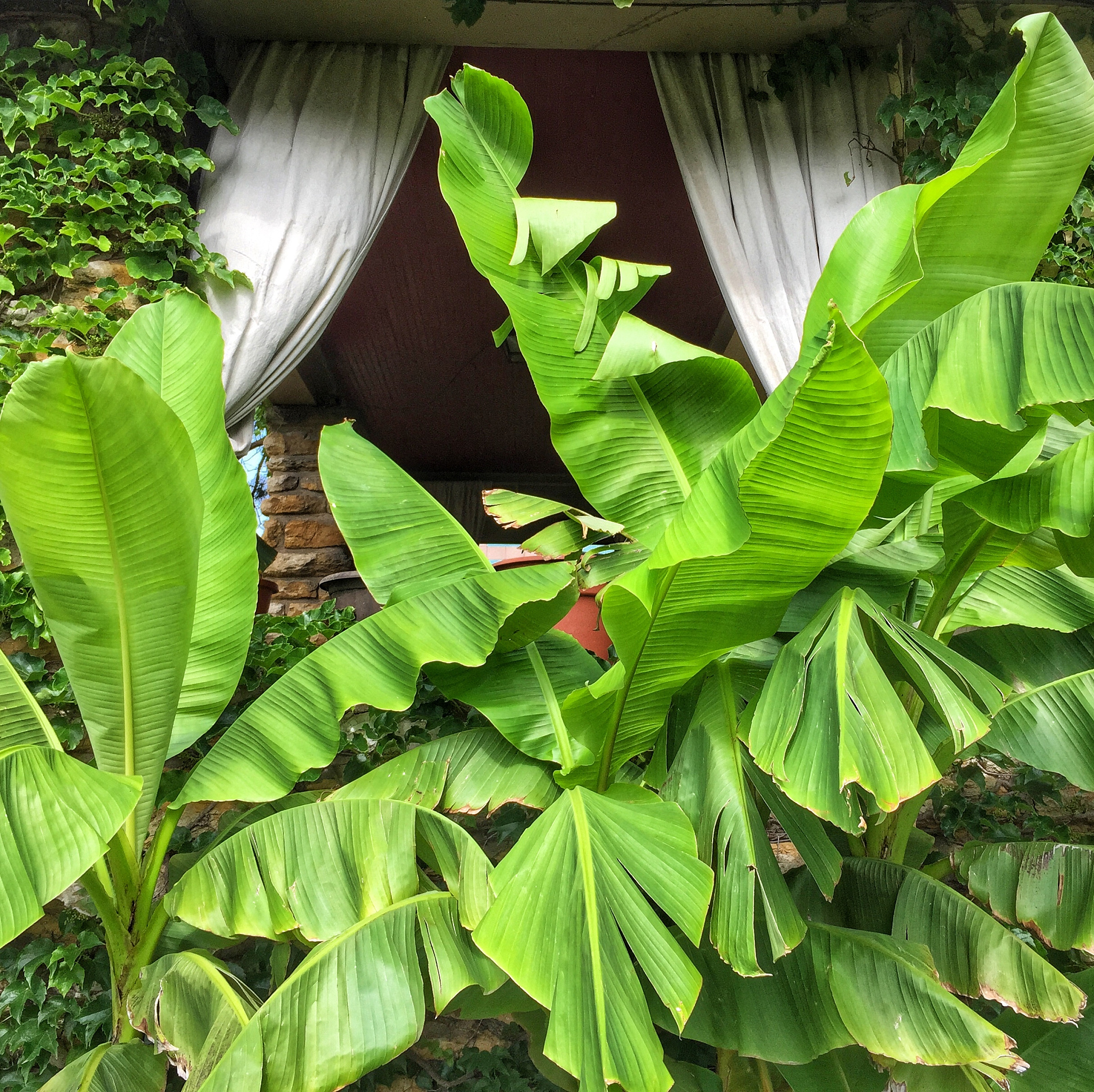 close-up of banana trees growing against wall