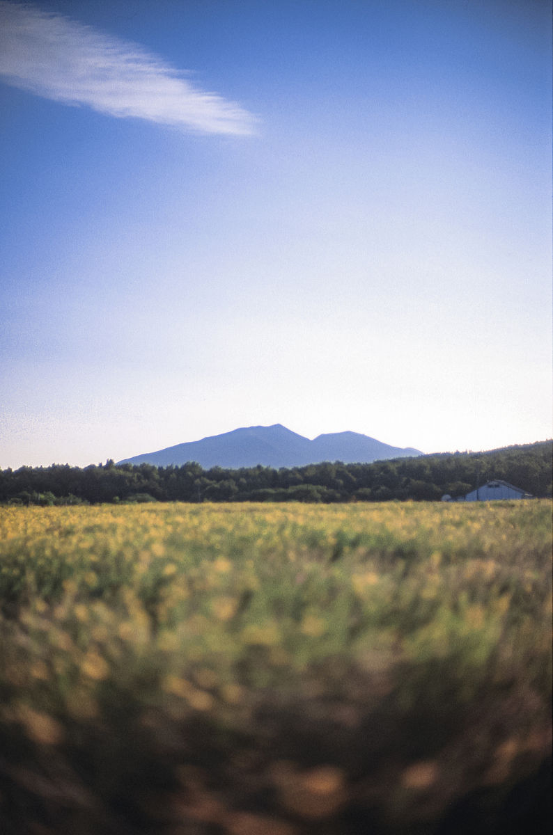 写出YoYo壁纸的软件介绍软件特色软件亮点软件优势软件测评