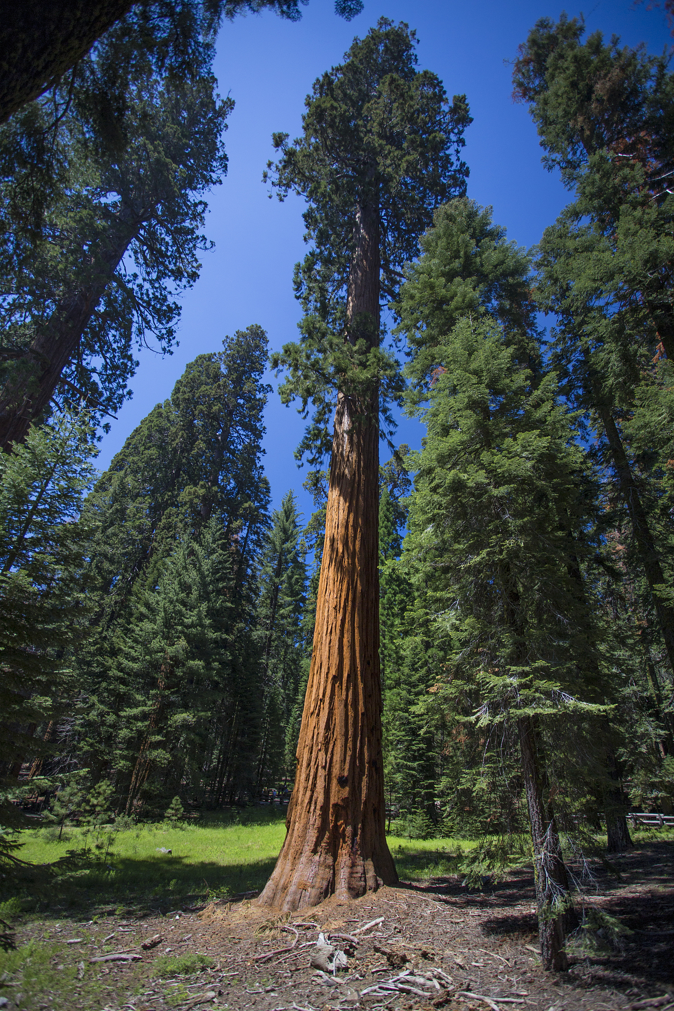 列举全世界上最高的10棵树