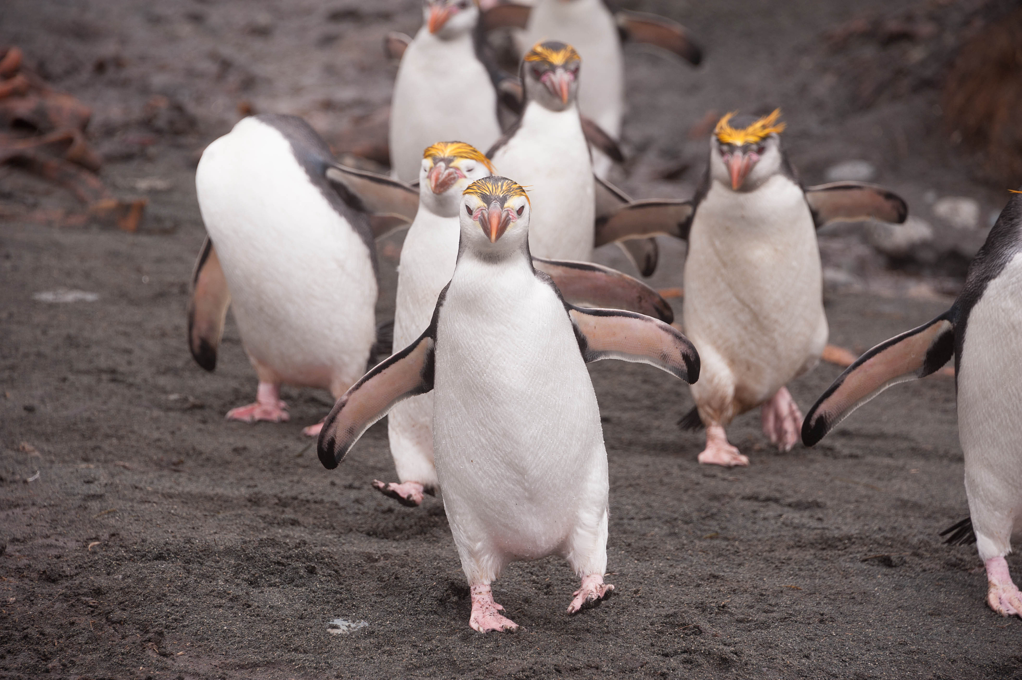 永州职业技术学院动物防疫与检疫专业课程设置有哪些