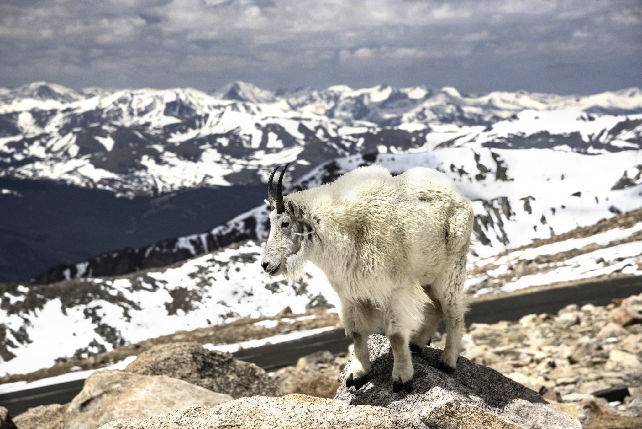 雪海冰山与生肖羊：象征意义与性格特点