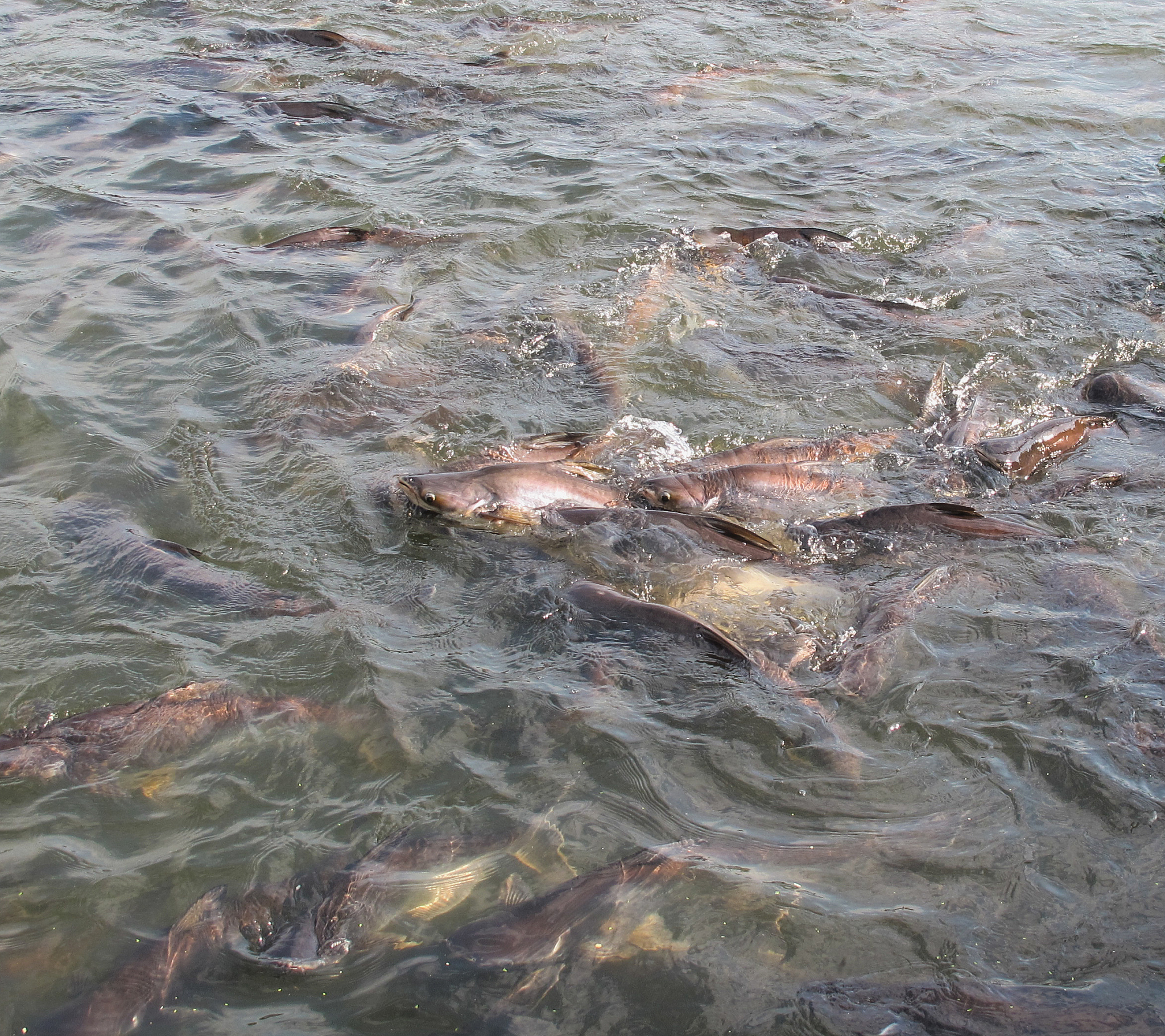 鳀鱼种群增长：过度捕捞、污染、气候变化等因素的影响