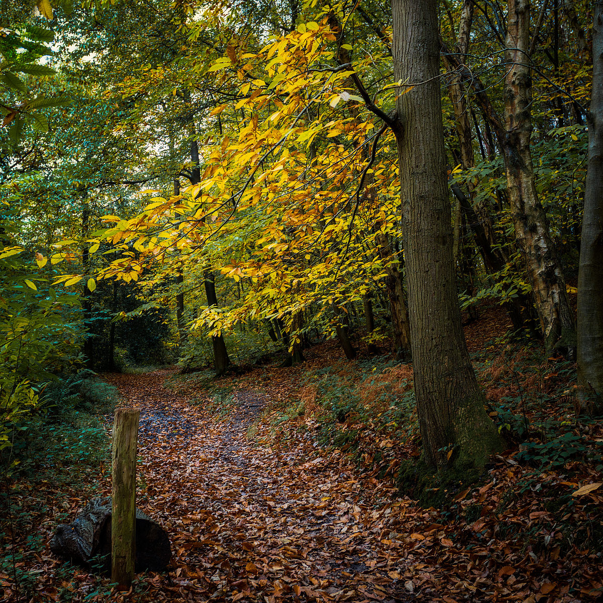 长沙林地分等定级报告：二等林地优先保护，五等林地改造开发