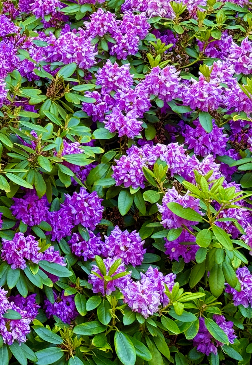 丹参的园林用途：观赏、绿化、药用