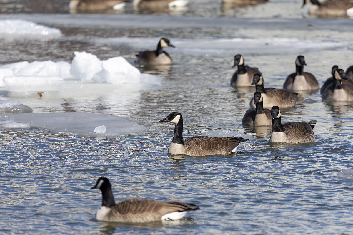 仿写白鹅第三自然段