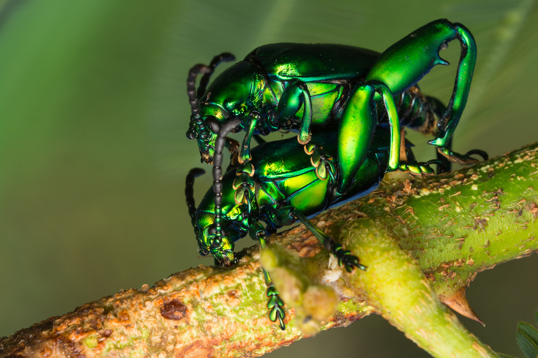 green bugs mating on tree branch