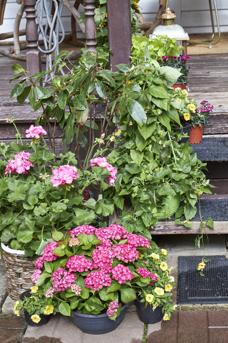 牡丹吊兰有毒吗？种植需注意！