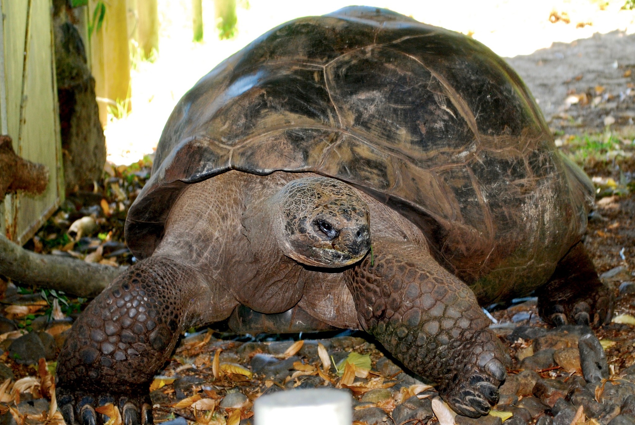 galapagos giant tortoise 3