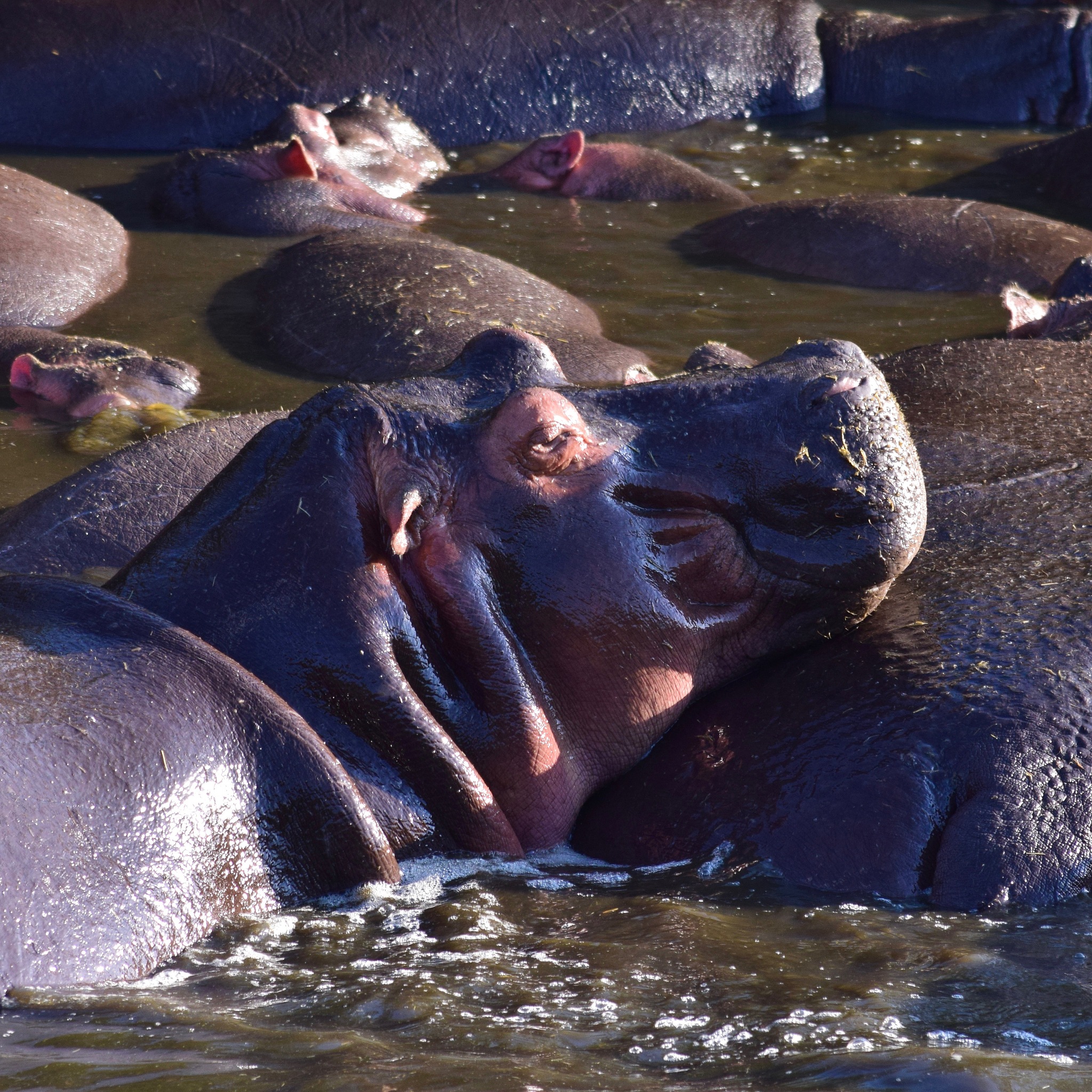 huddling hippos