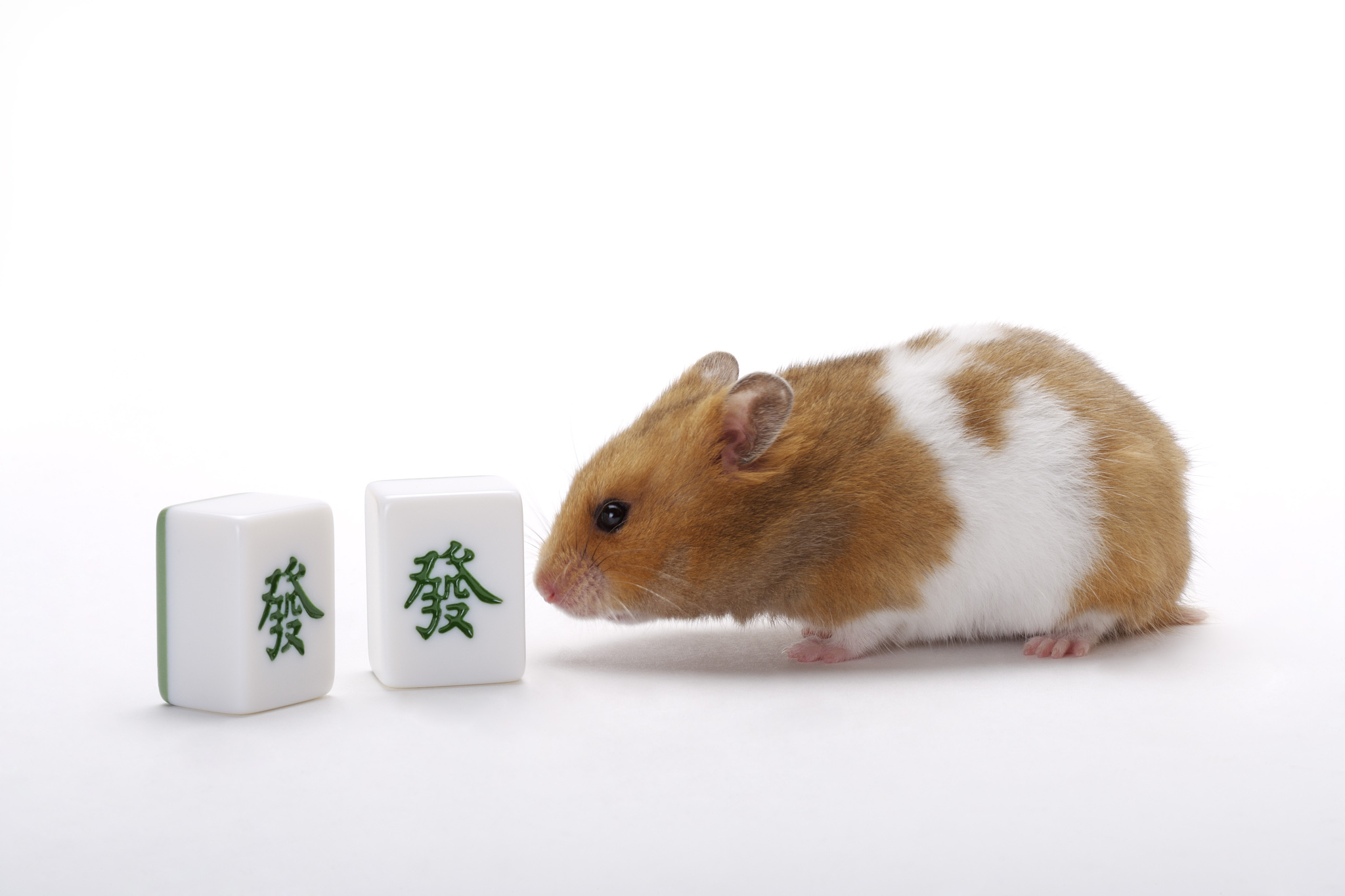 哺乳动物,老鼠,黄金鼠,